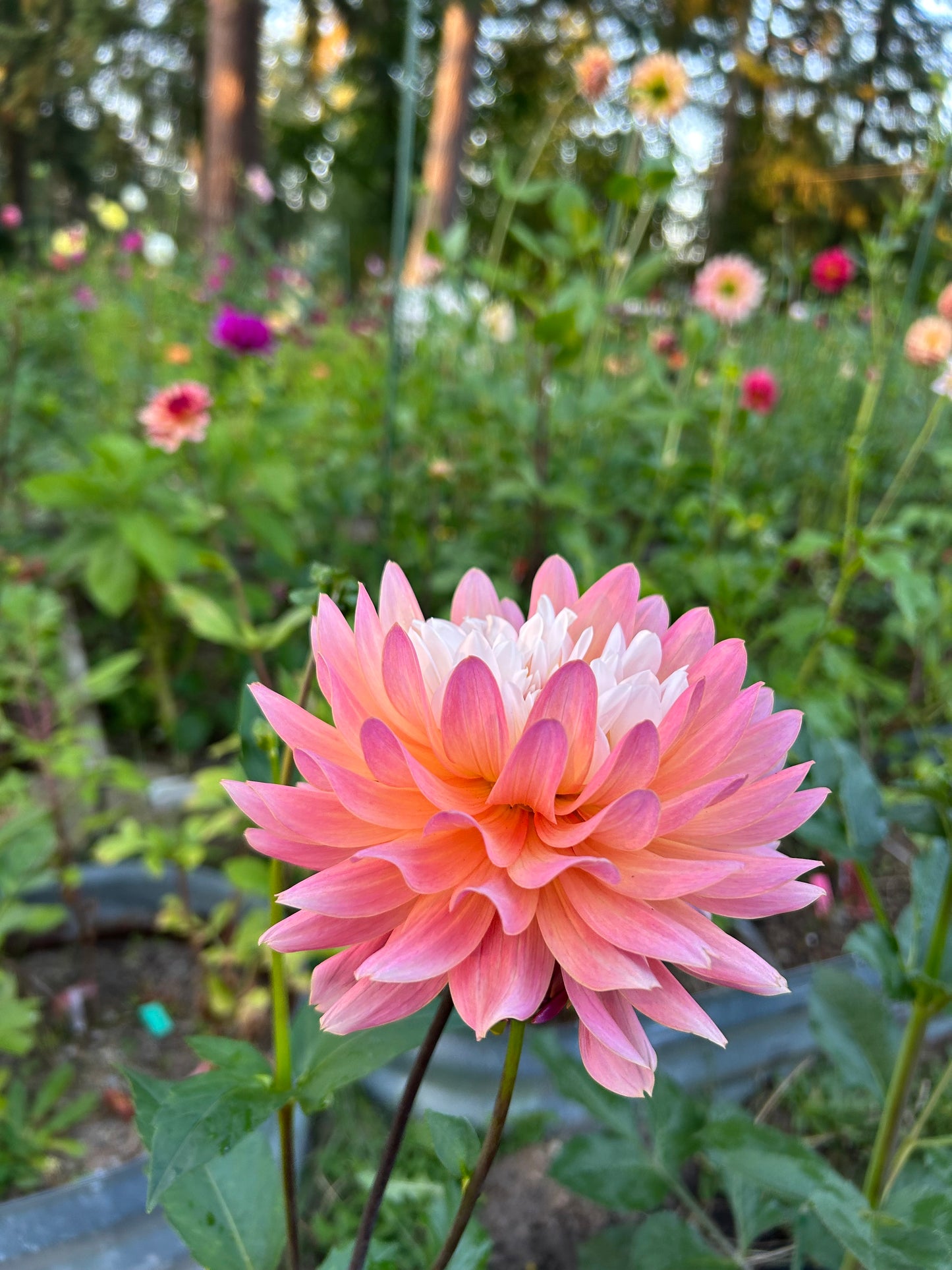 Fall shipped rooted dahlia cutting- Annie Bananie
