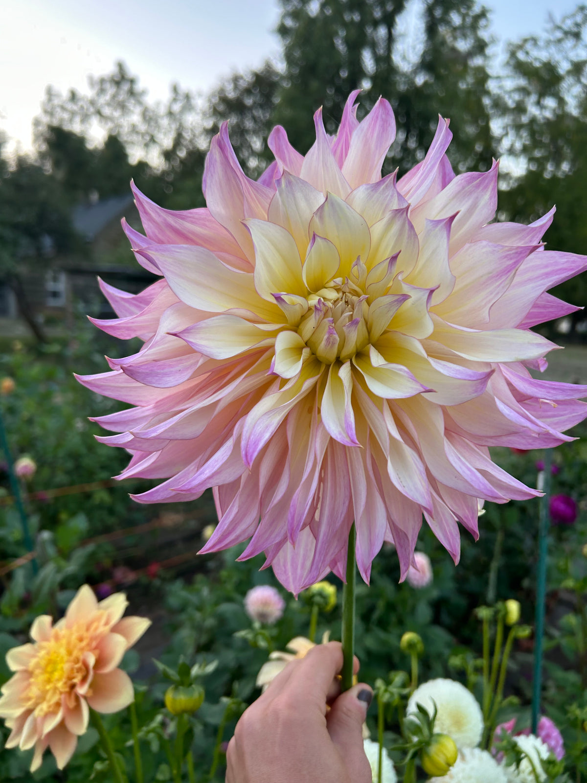 Garden Of Love