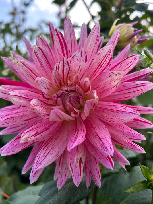 Hollyhill Lilly Anne