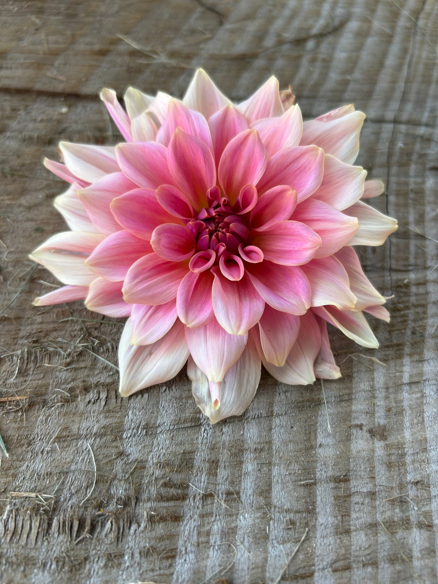 RM Fairy Wings 🩷a pipers fav 🩷