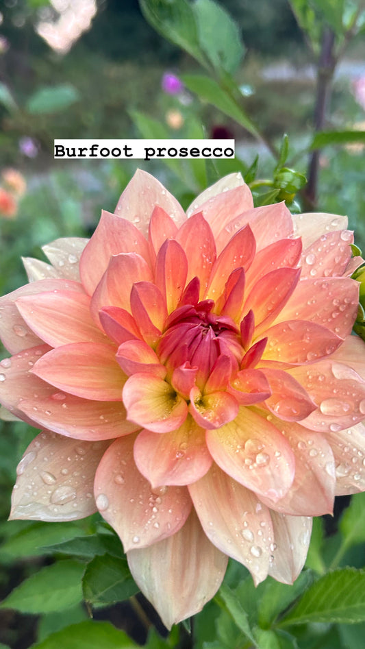 Burfoot prosecco