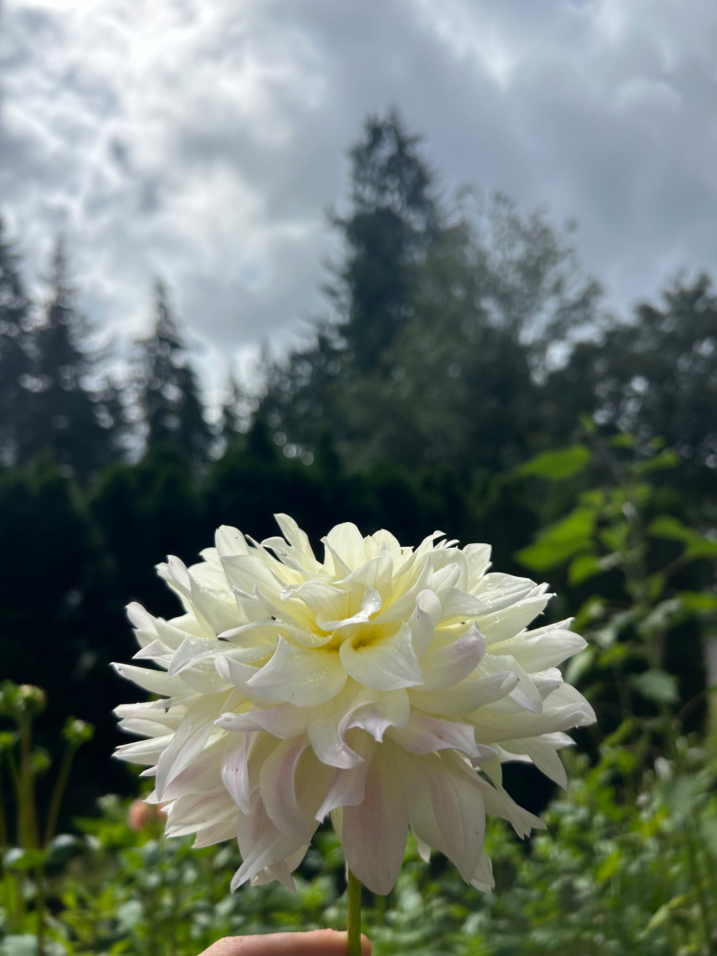 Tahoma Early Dawn ✨A pipers fav✨