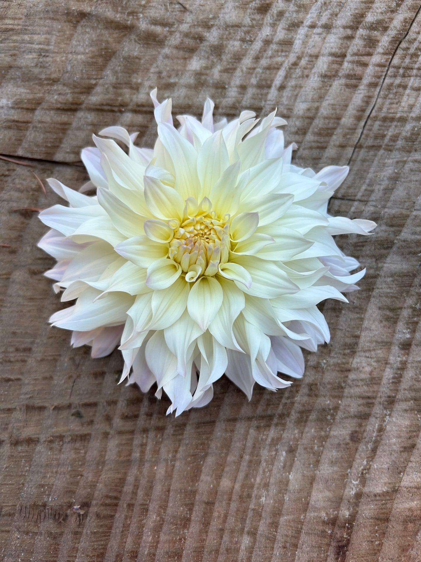 Tahoma Early Dawn ✨A pipers fav✨