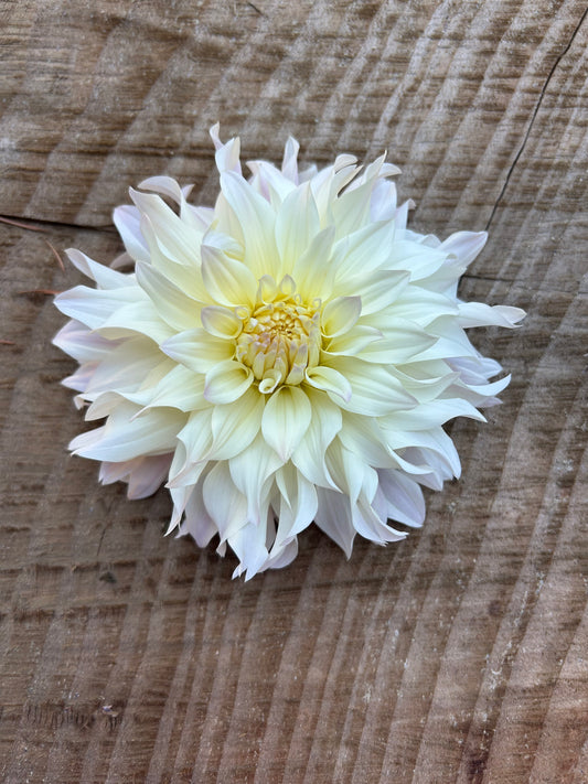 Tahoma Early Dawn ✨A pipers fav✨