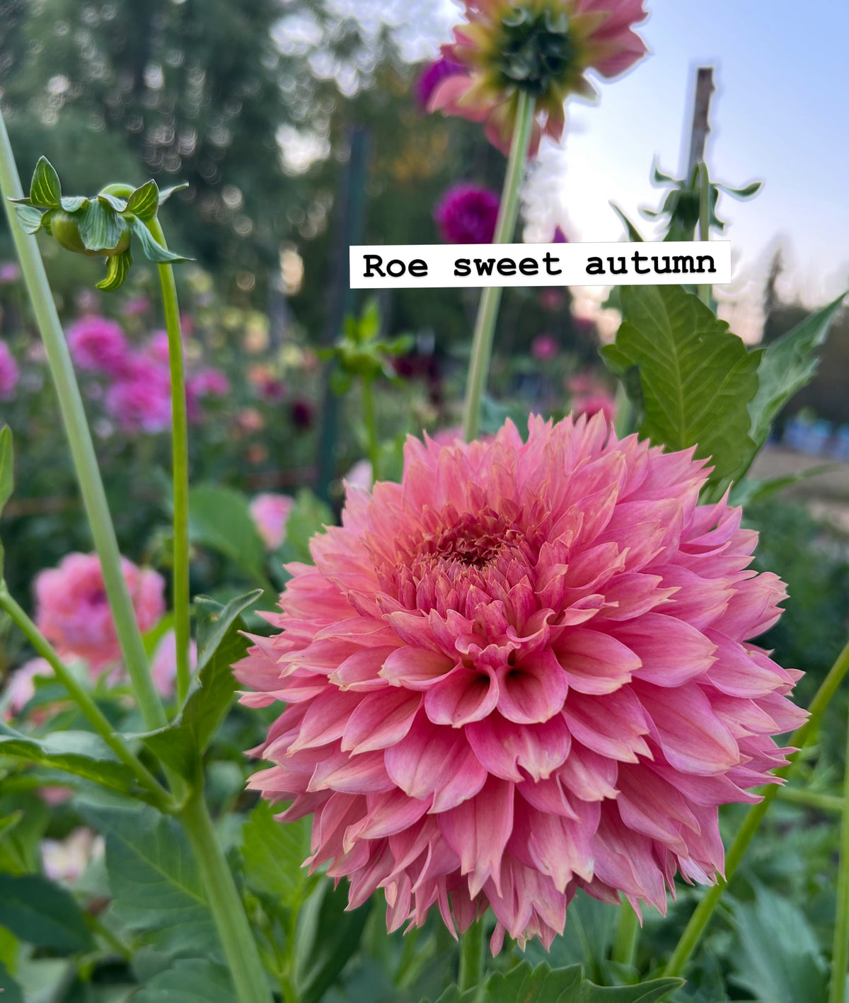 Roe sweet autumn
