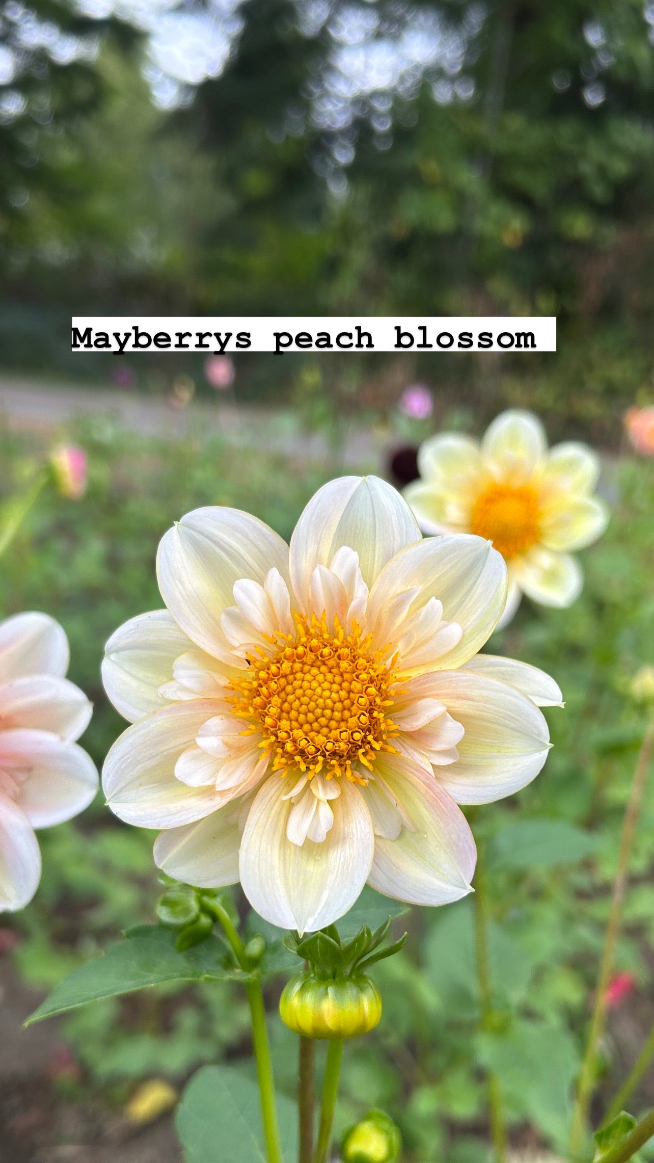 Mayberrys Peach Blossom