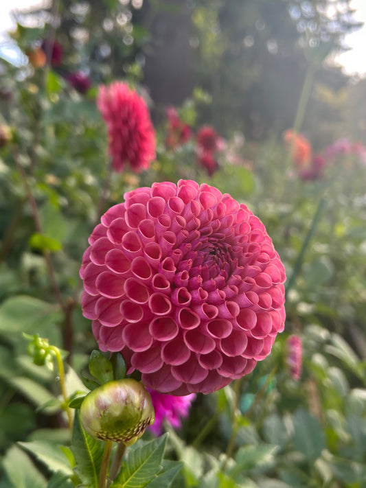 Hapet coppery 🇦🇹