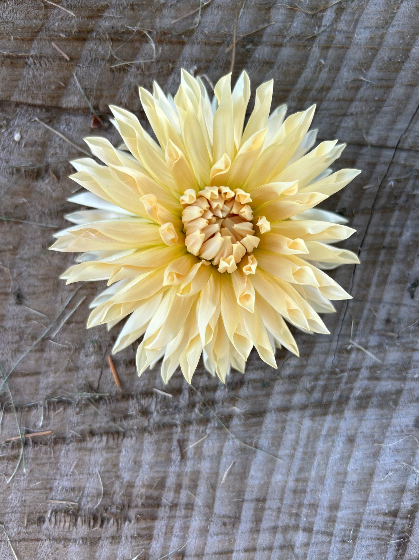 Cafe De Paris🤍🤍