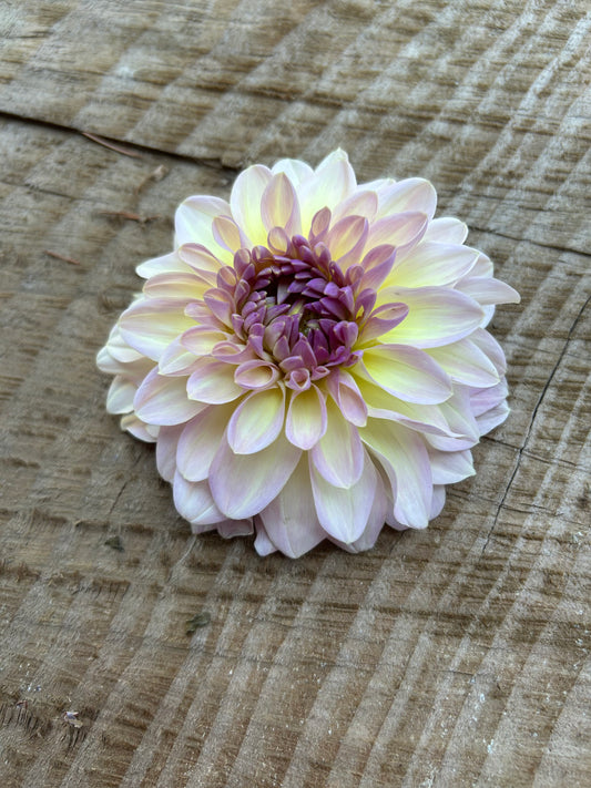 Aloa Kristina Vogel 🇩🇪