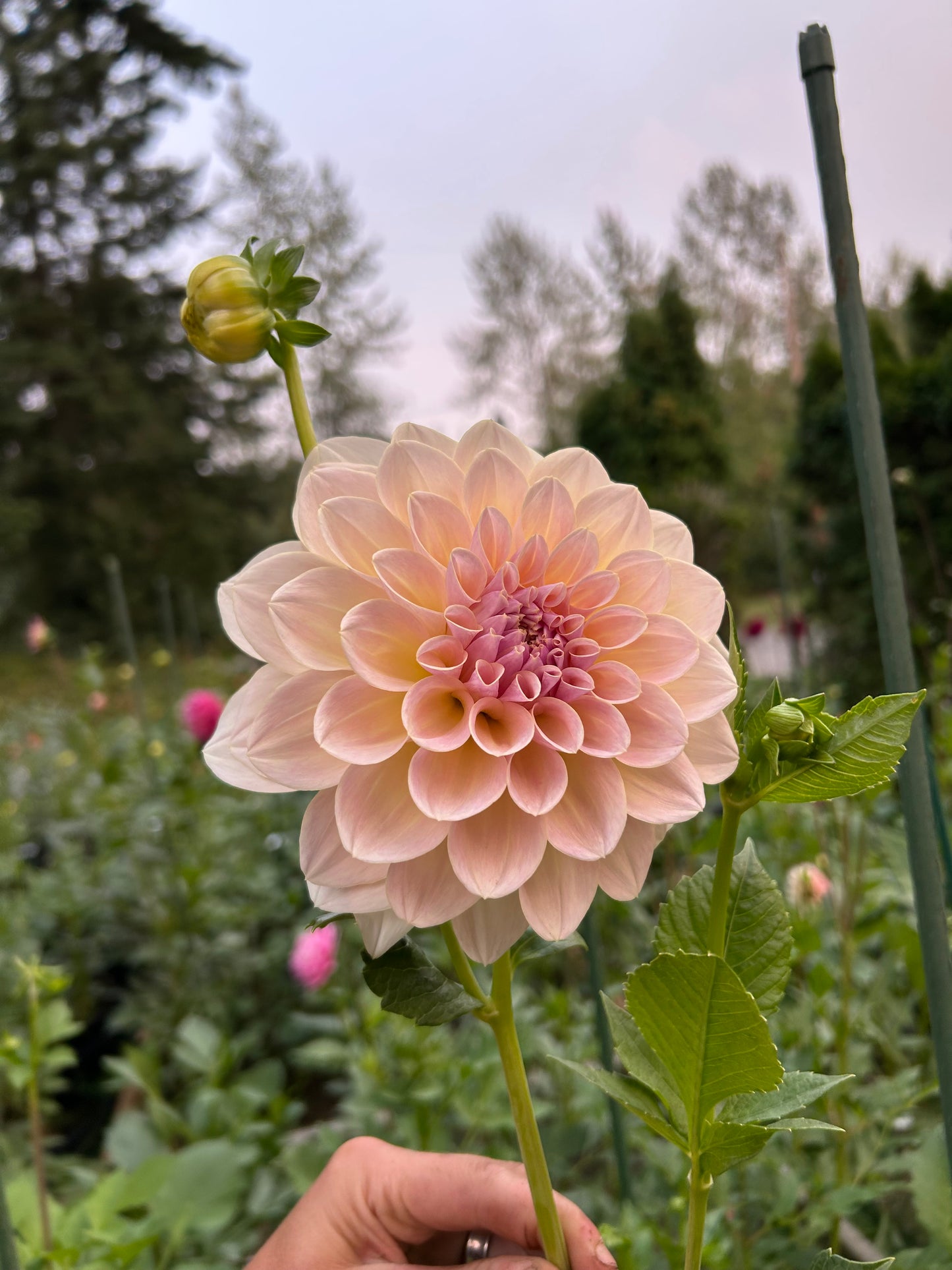 Fall shipped rooted dahlia cutting- Alloway cottage