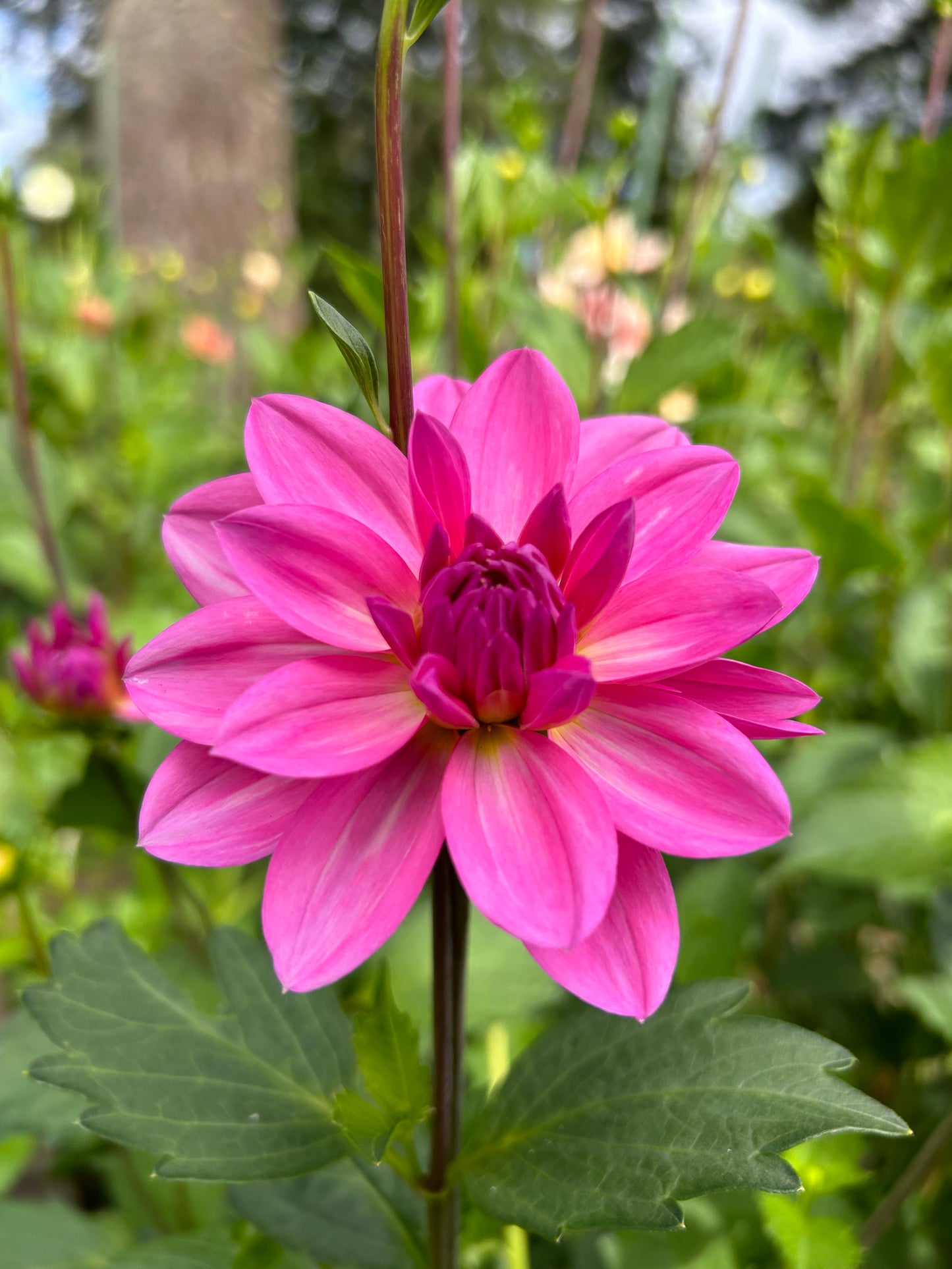 Pink Onesta Waterlily Dahlia✨A Pipers Fav✨