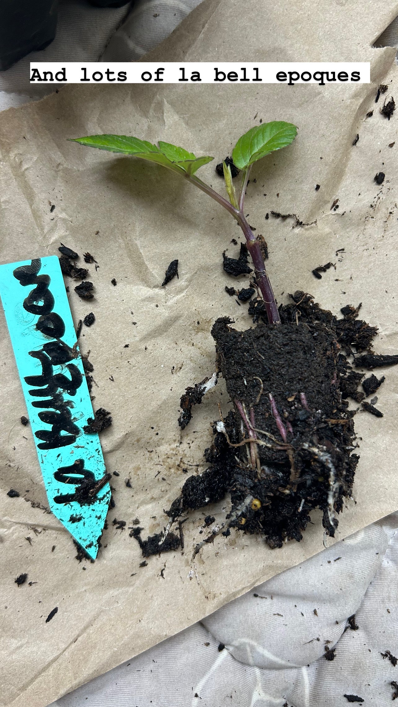 Fall Shipped Rooted Dahlia Cutting- La Belle Epoque