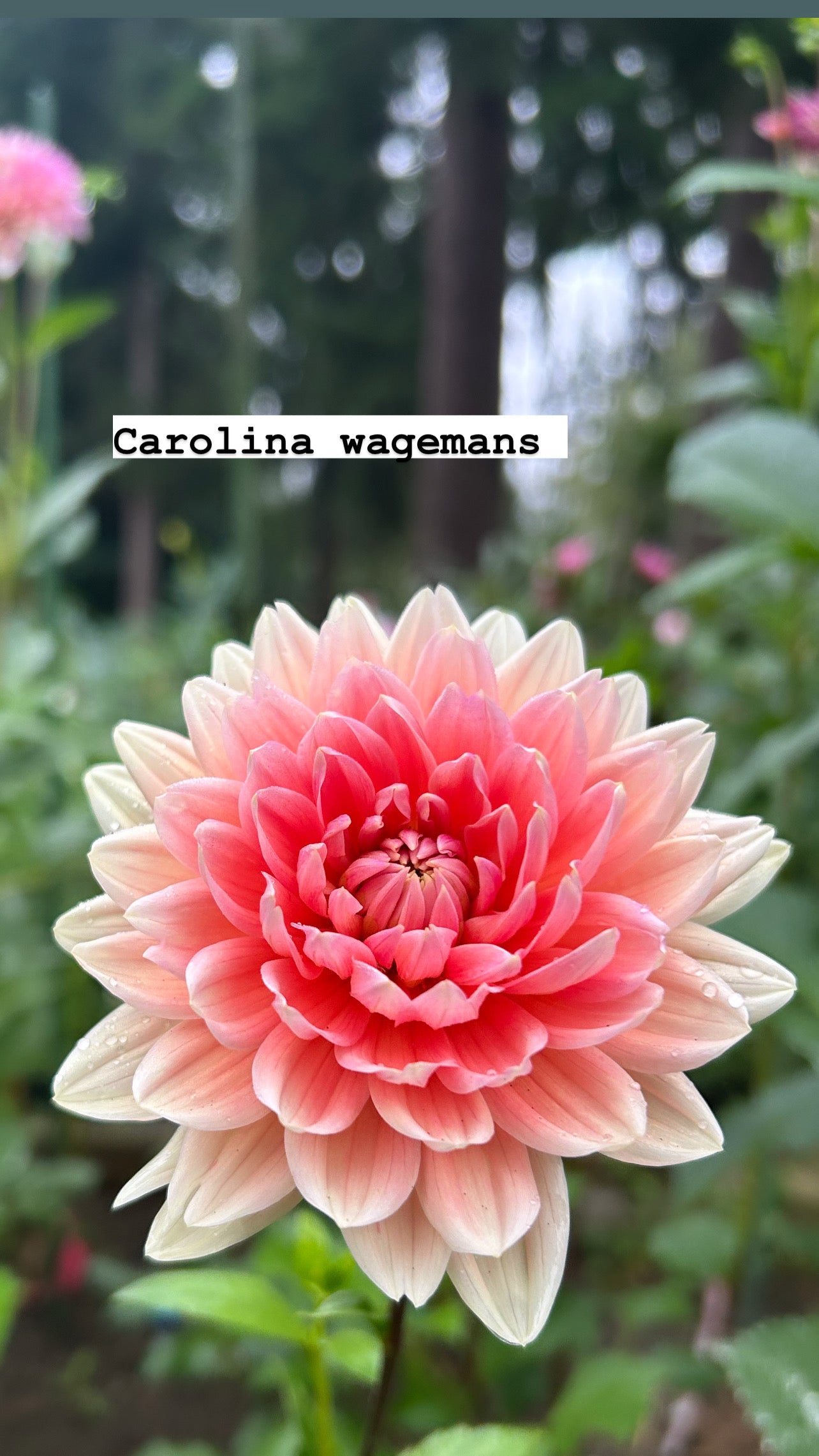 Fall shipped rooted dahlia cutting- Carolina Wagemans