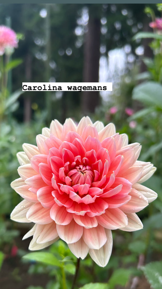 Fall shipped rooted dahlia cutting- Carolina Wagemans