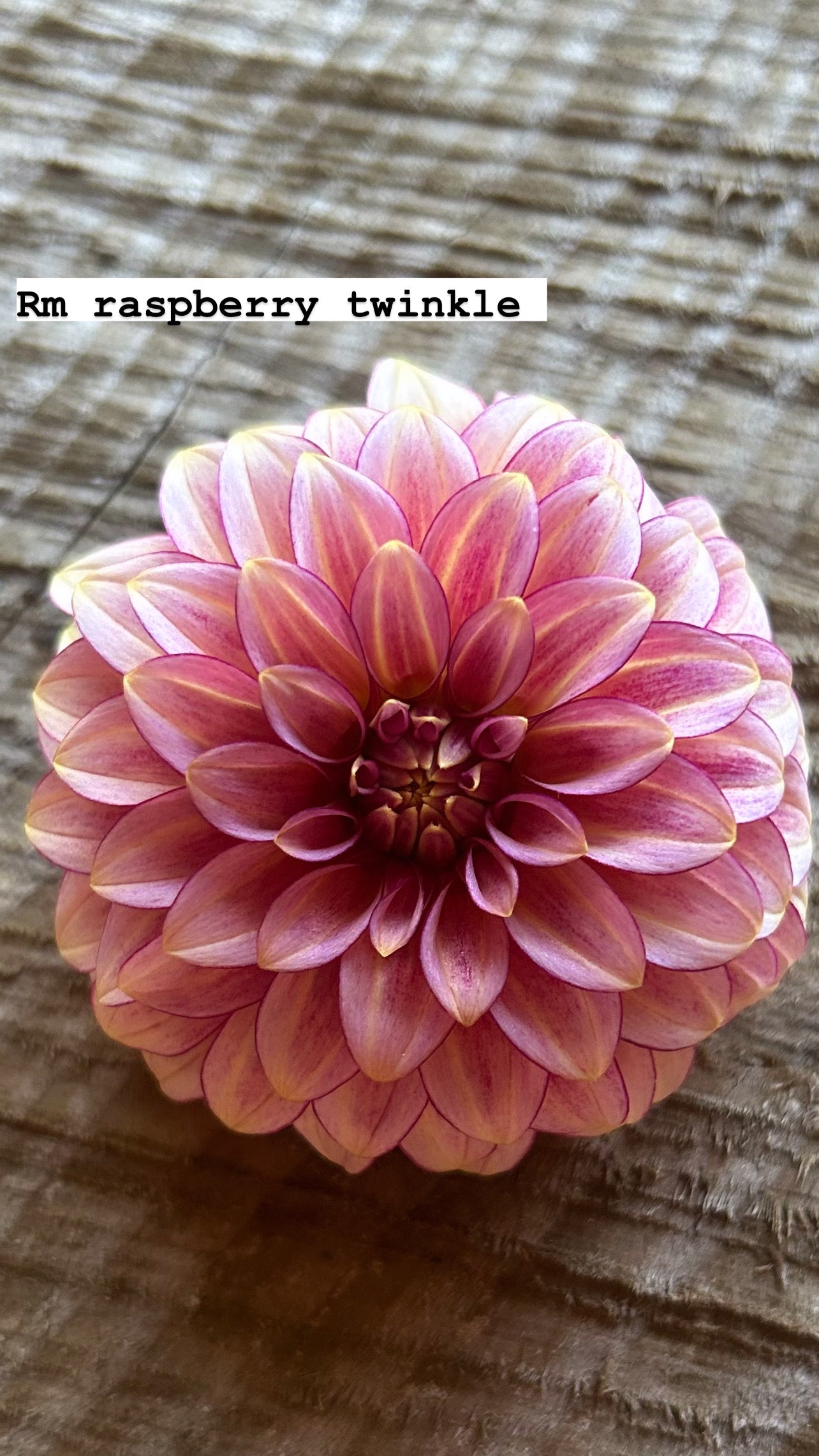 RM Raspberry Twinkle