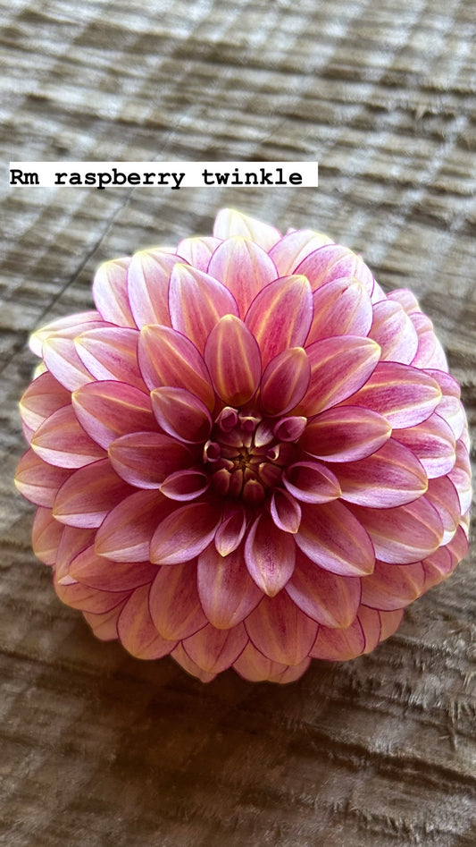 RM Raspberry Twinkle