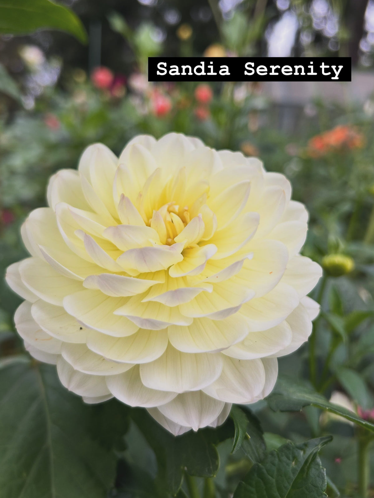 Sandia Serenity