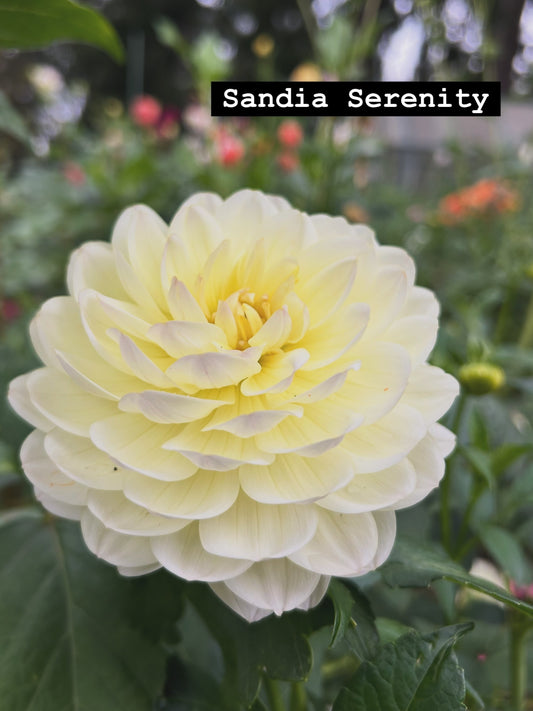 Sandia Serenity