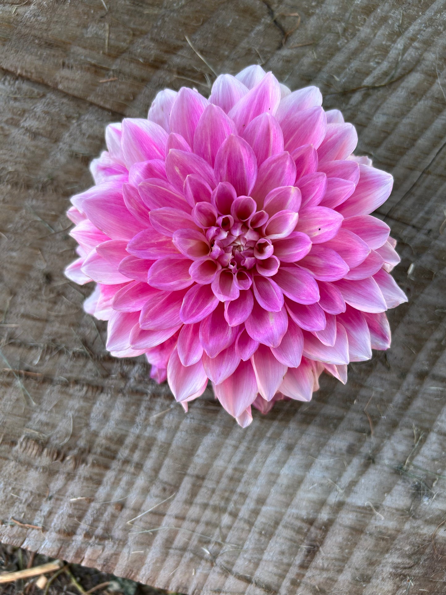 Bargaly blush