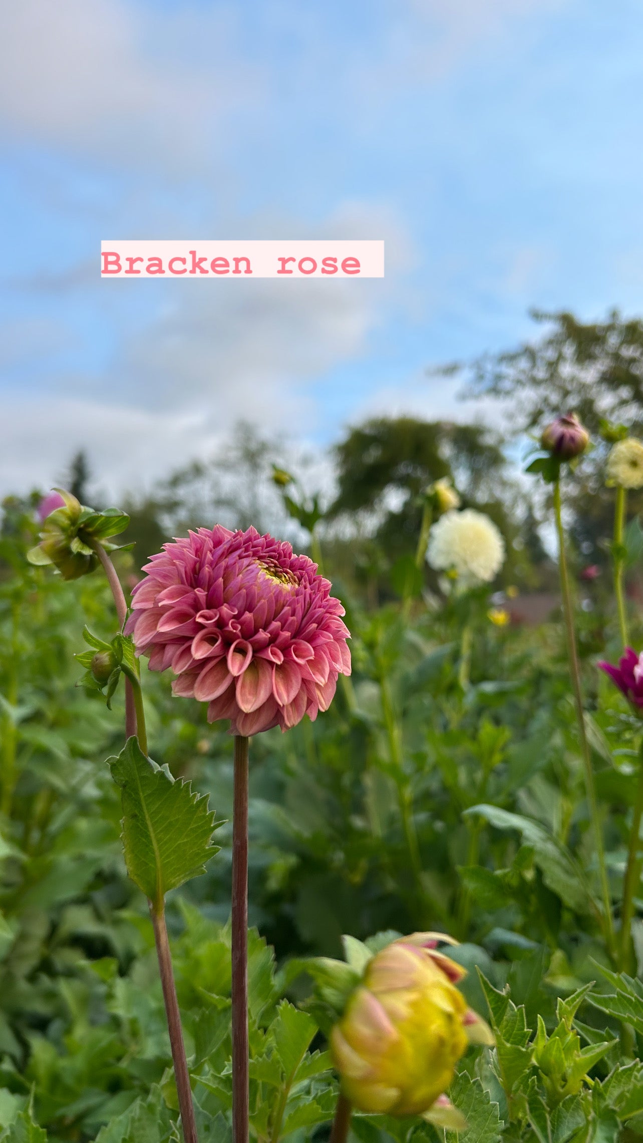 Bracken Rose
