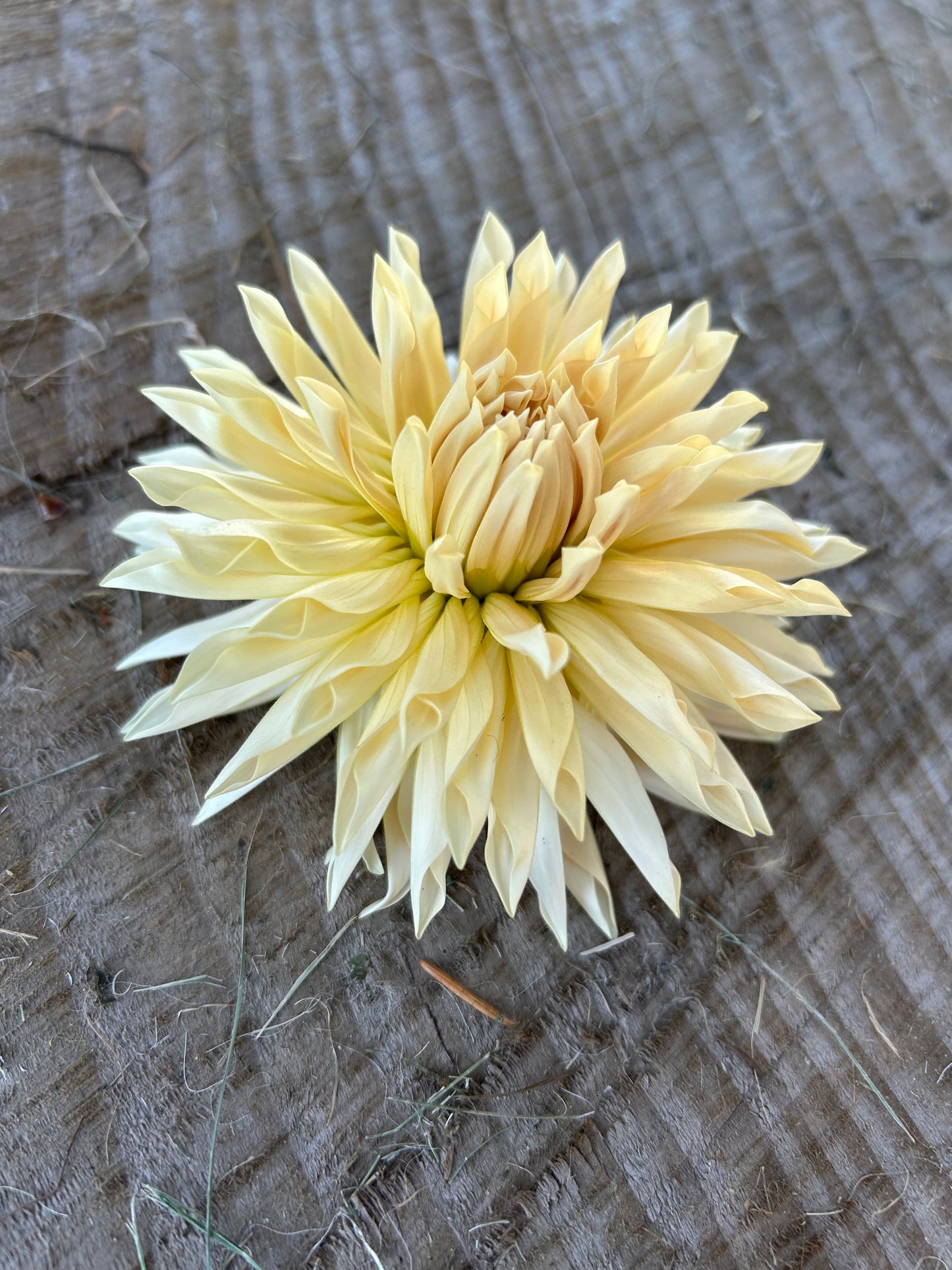 Cafe De Paris🤍🤍