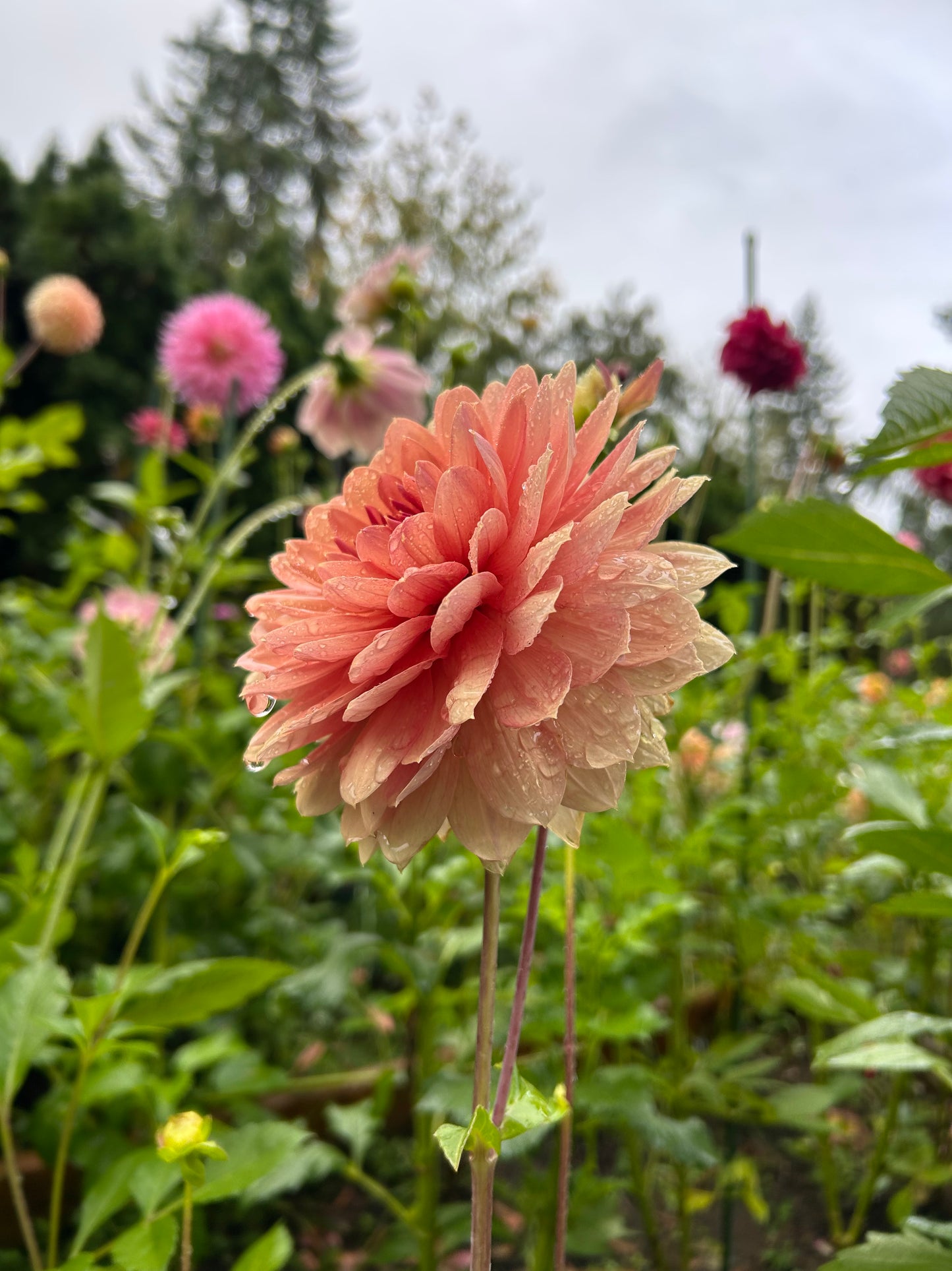 Chateau De La Bourdaisiere