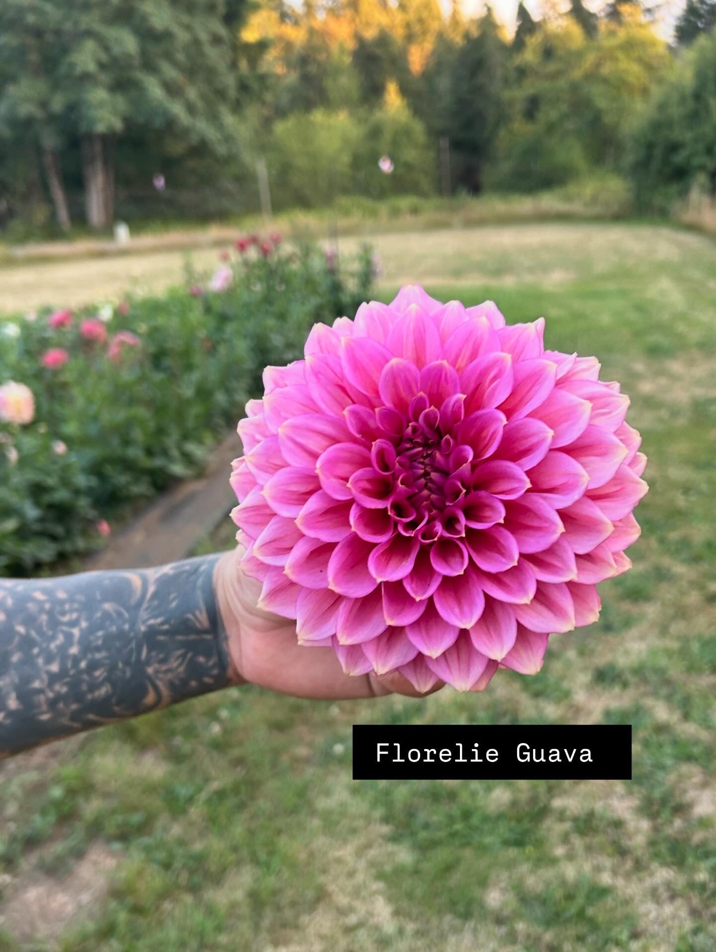 Florelie Guava Rooted Cutting