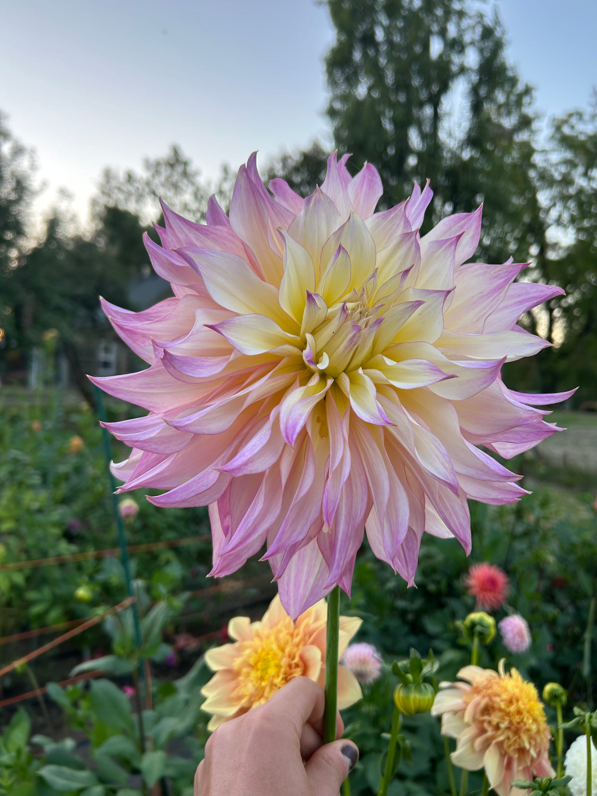 Garden Of Love