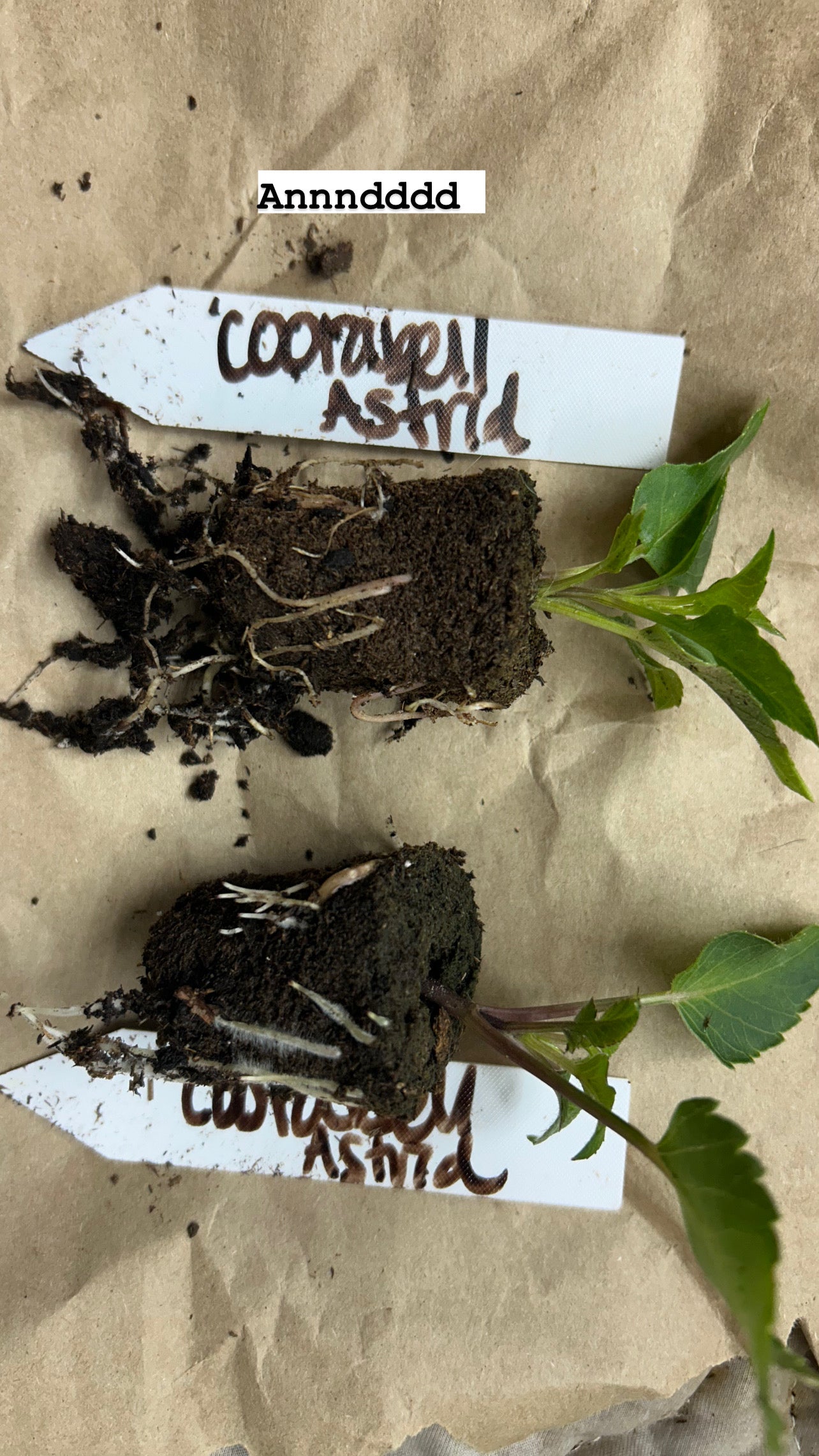 Fall Shipped Rooted Dahlia Cutting - Coorabell Astrid