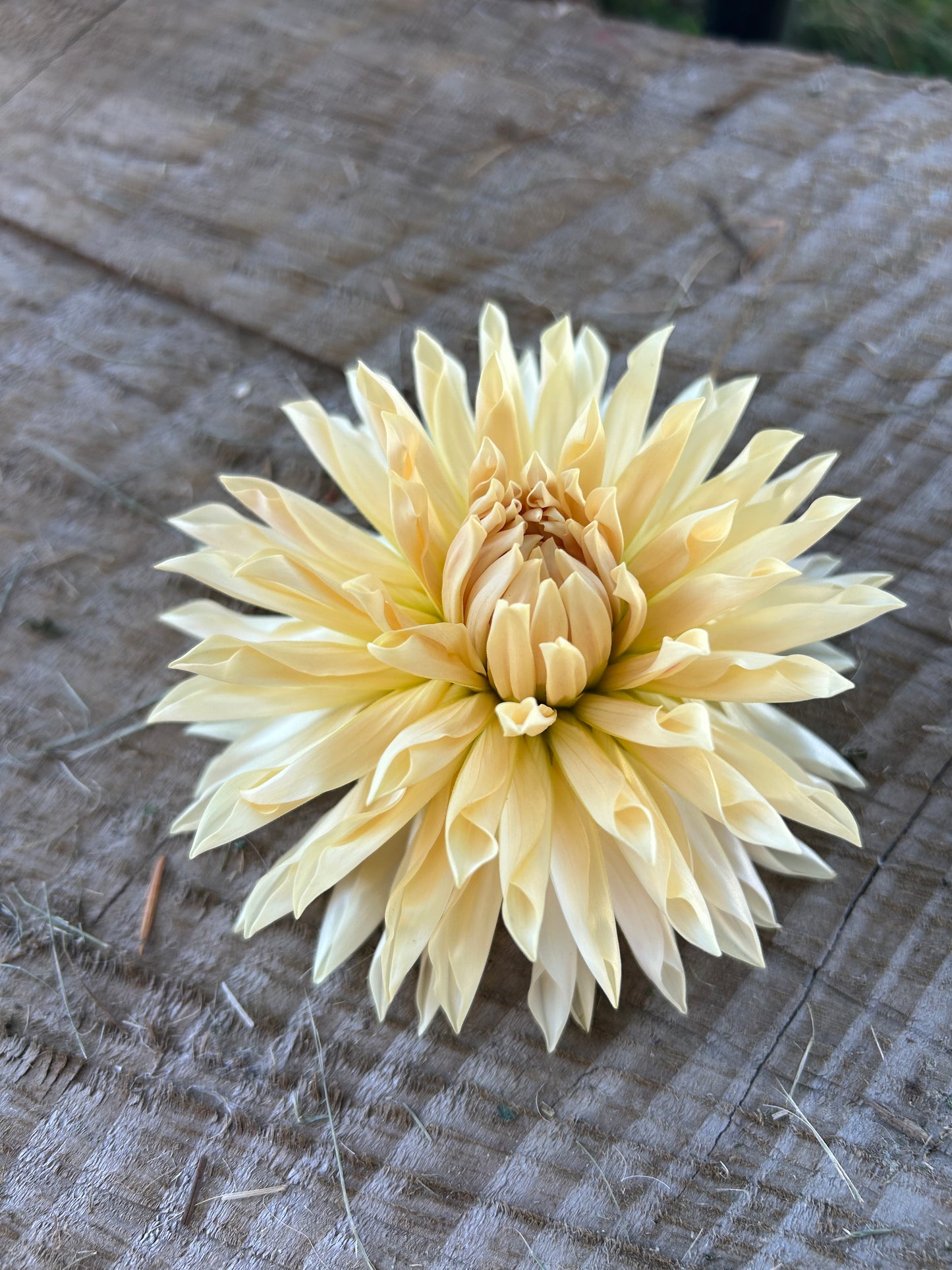 Cafe De Paris🤍🤍