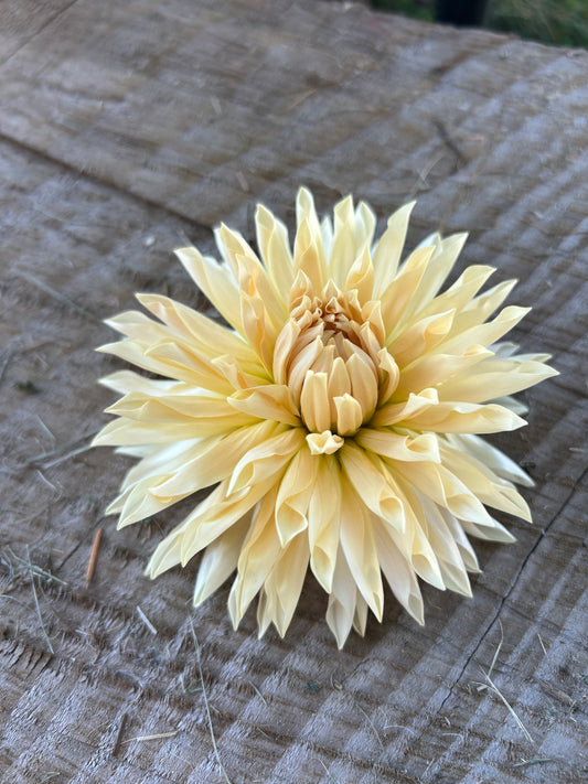 Cafe De Paris🤍🤍