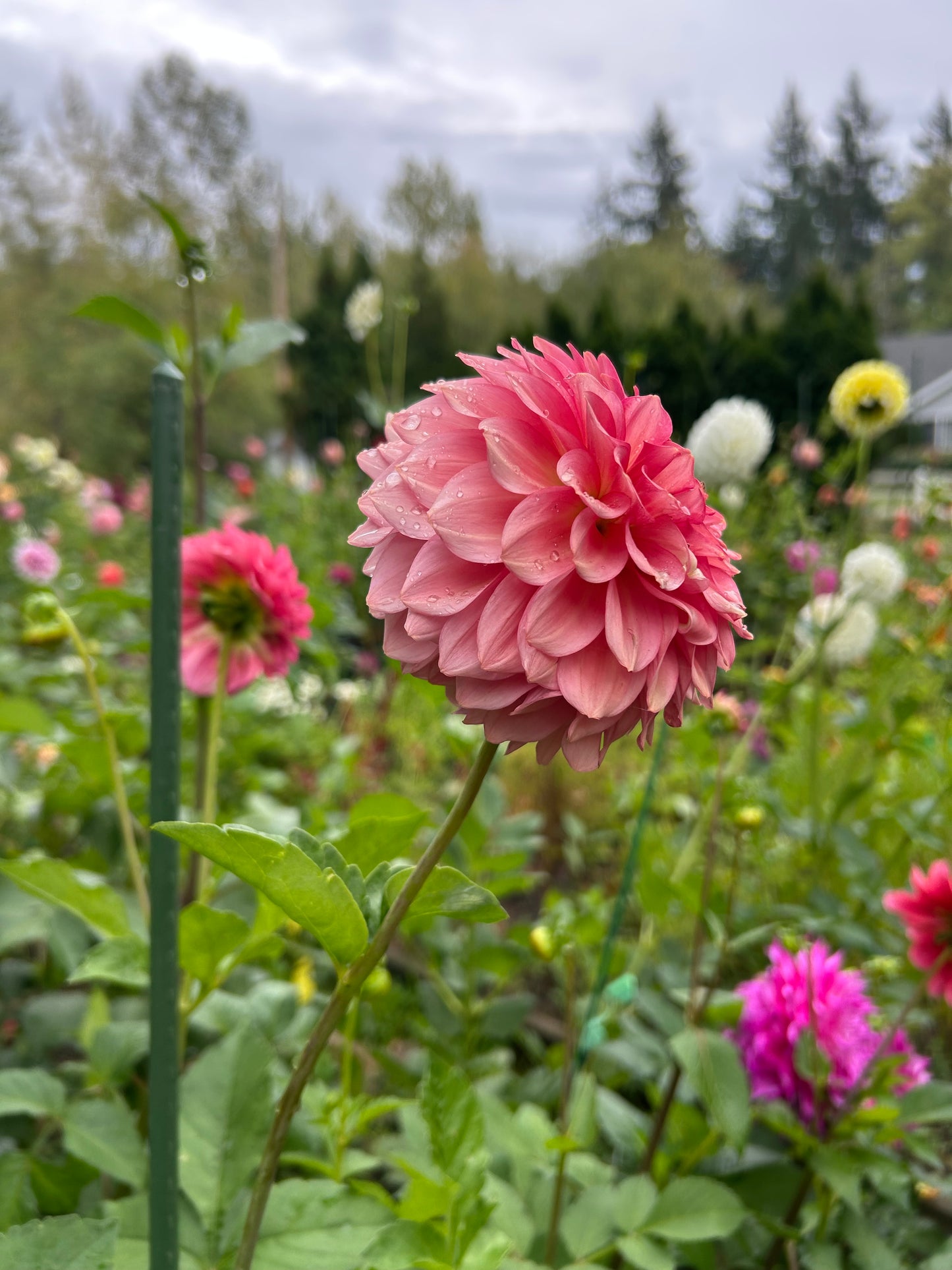 Fall shipped rooted dahlia cutting- Levi’s Dreamwalk