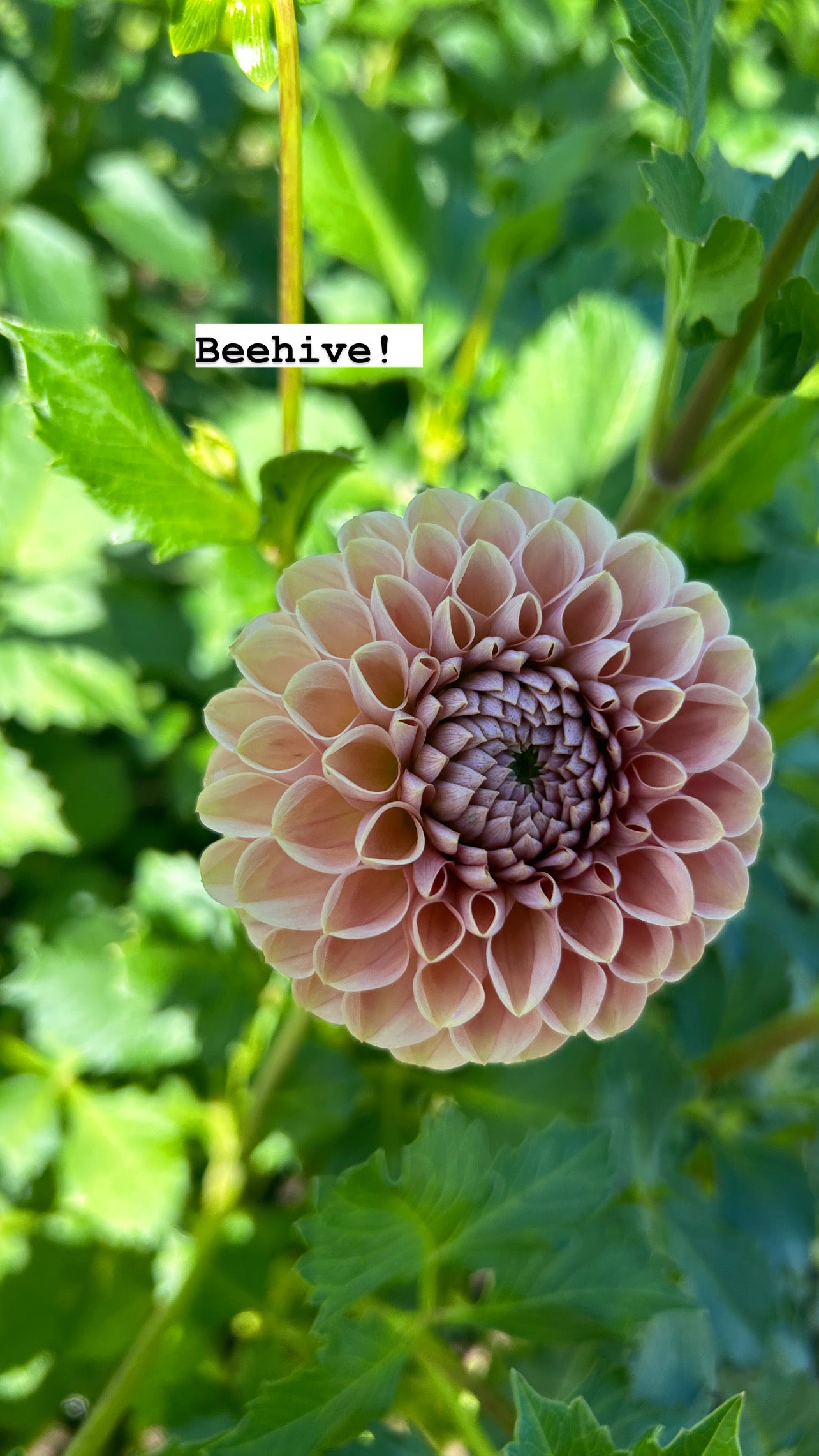 Beehive