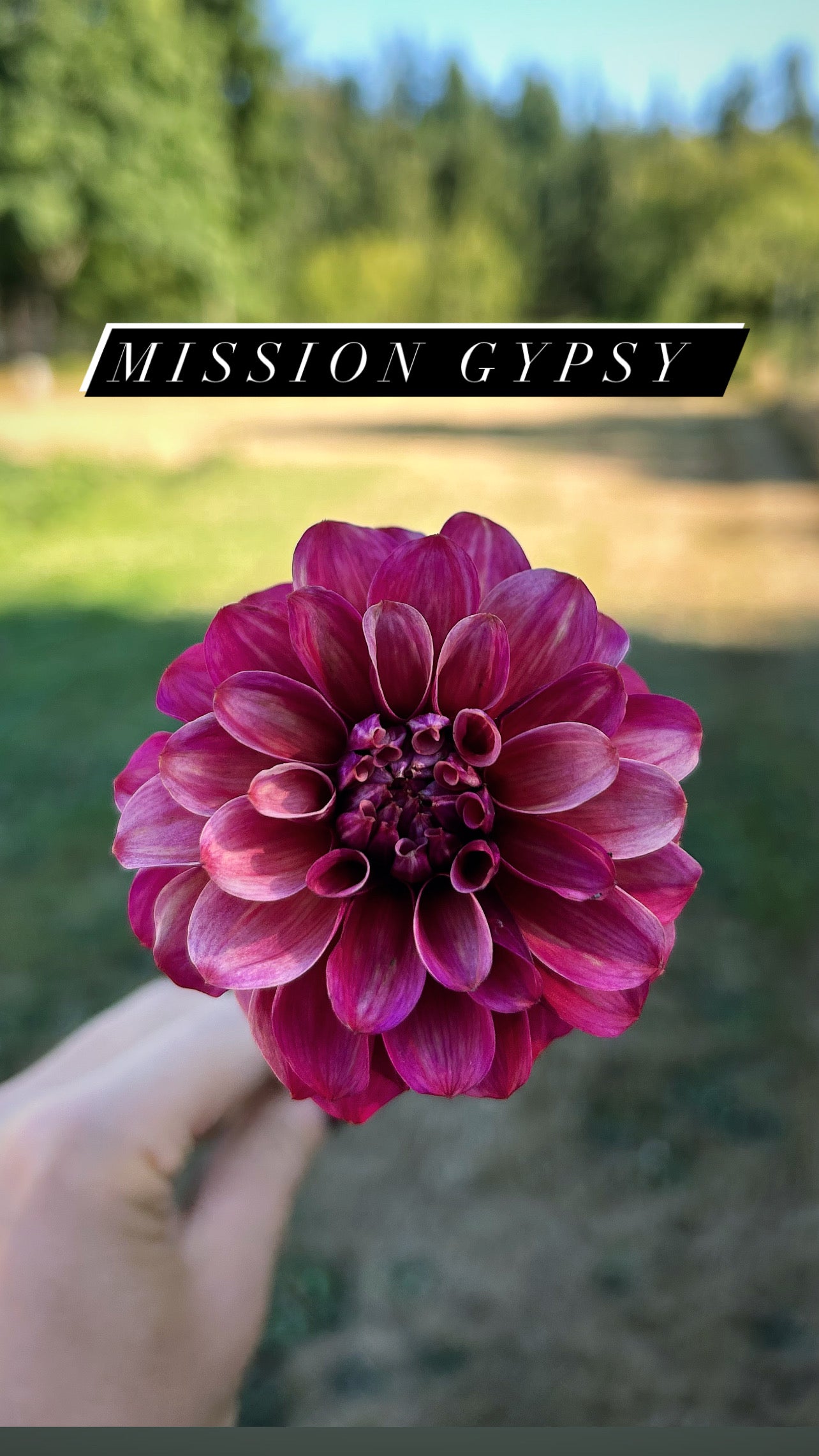 Mission Gypsy