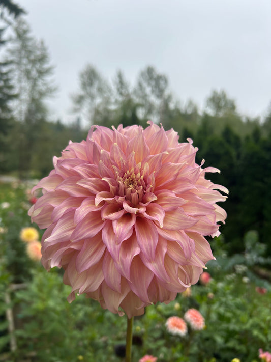 Summer Rain