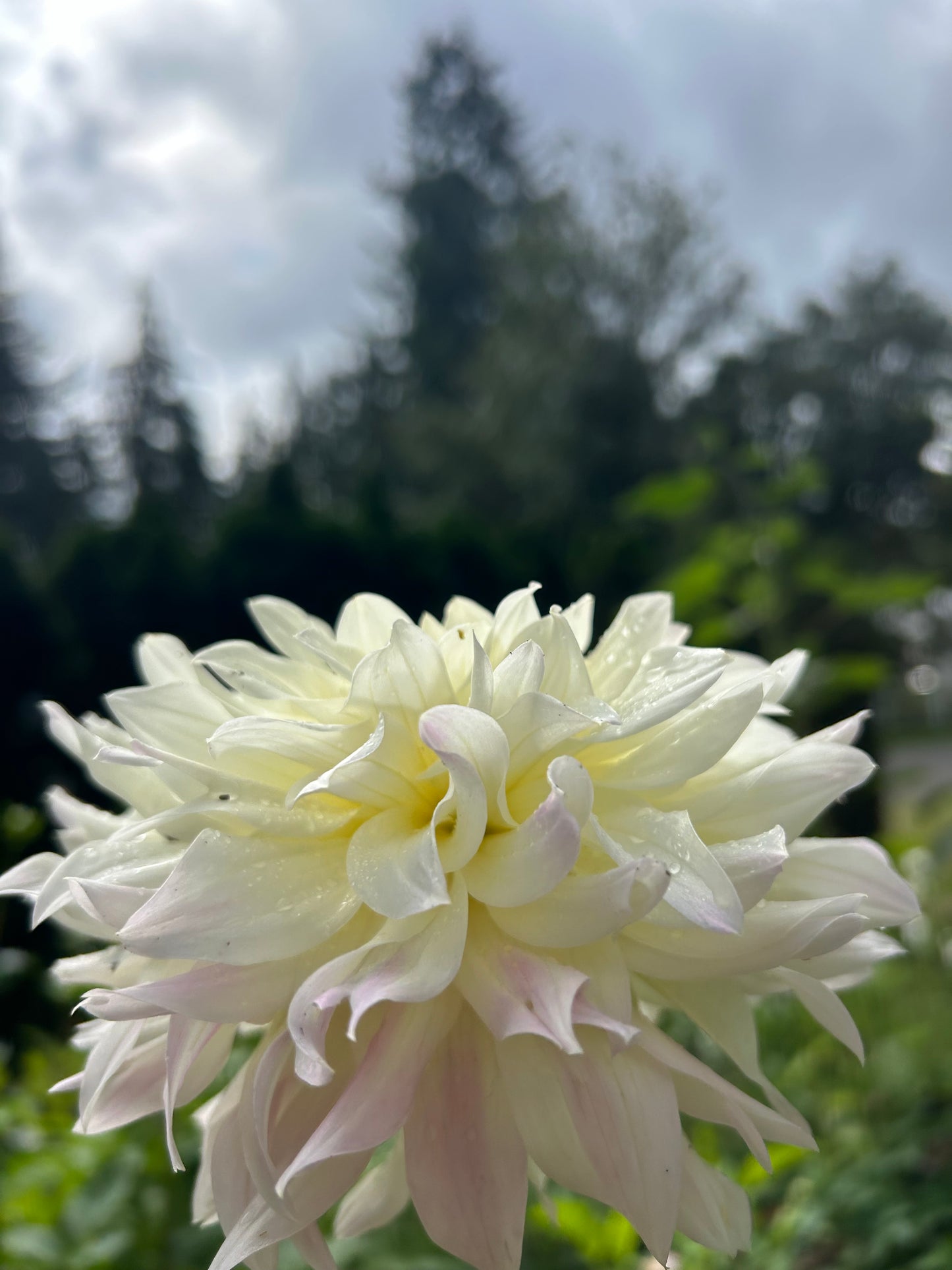 Tahoma Early Dawn ✨A pipers fav✨