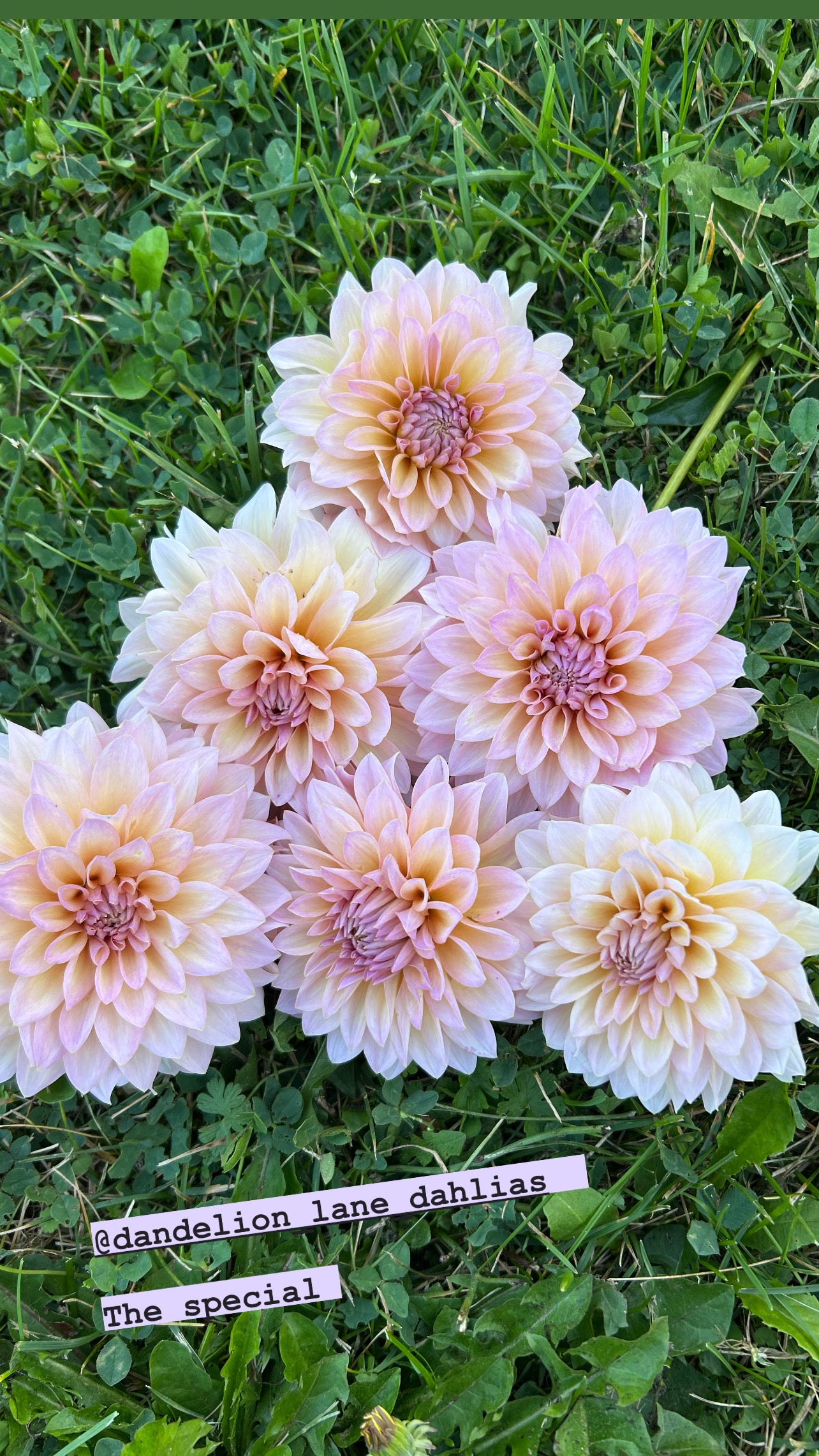 Dandelion Lanes The Special