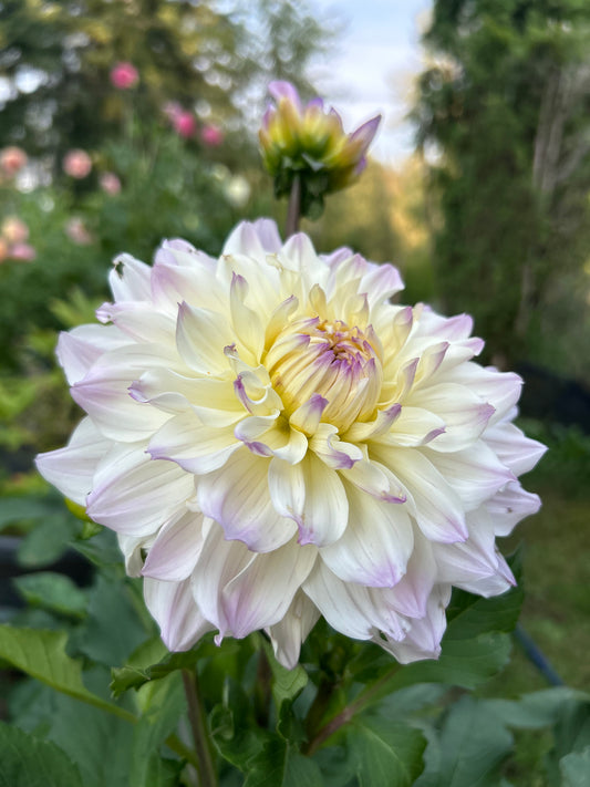 Masterclass Rooted Cutting