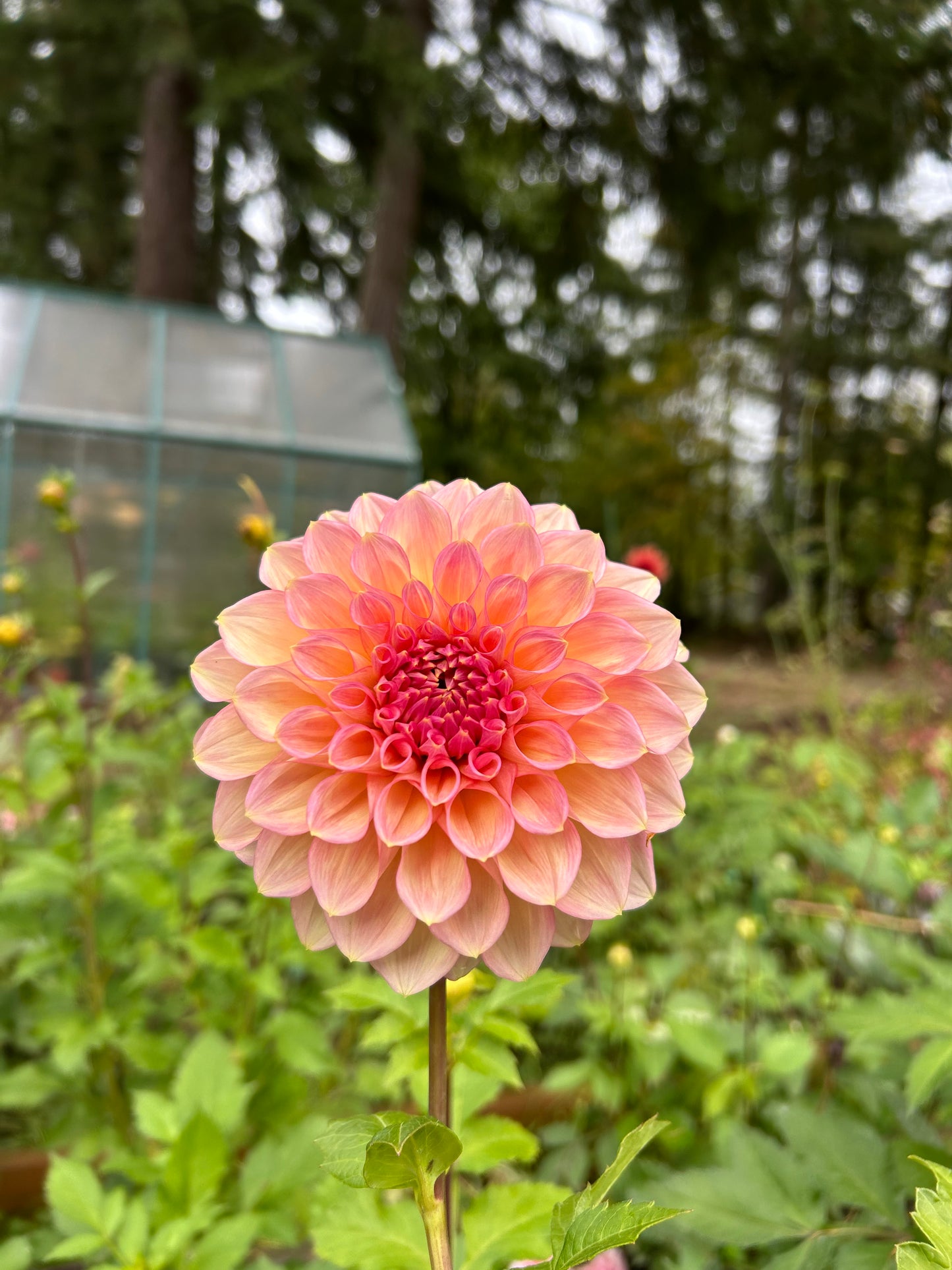 Fall shipped rooted dahlia cutting- Cameo Peach