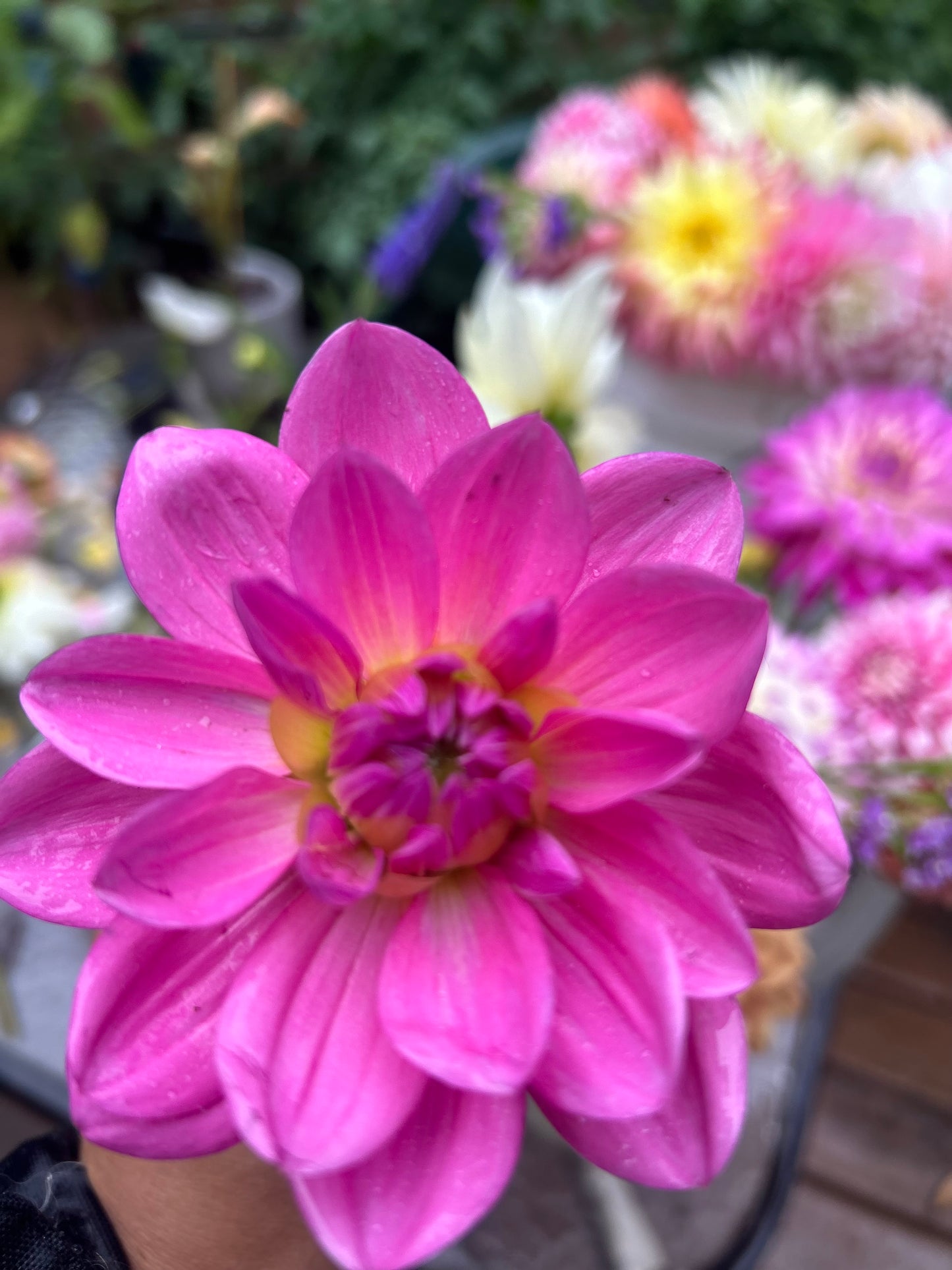 Pink Onesta Waterlily Dahlia✨A Pipers Fav✨