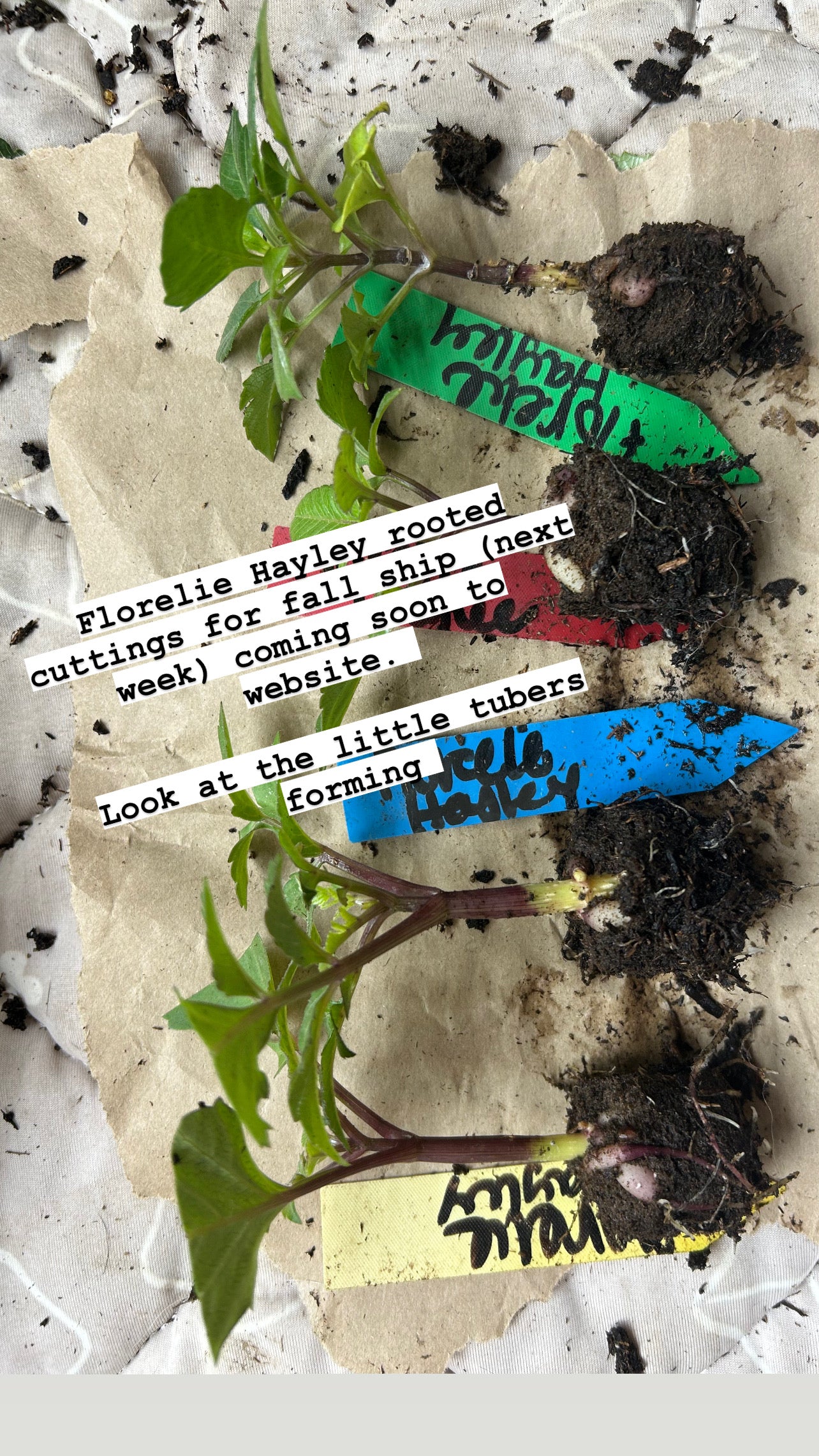 Fall Shipped Rooted Dahlia Cutting- Florelie Hayley