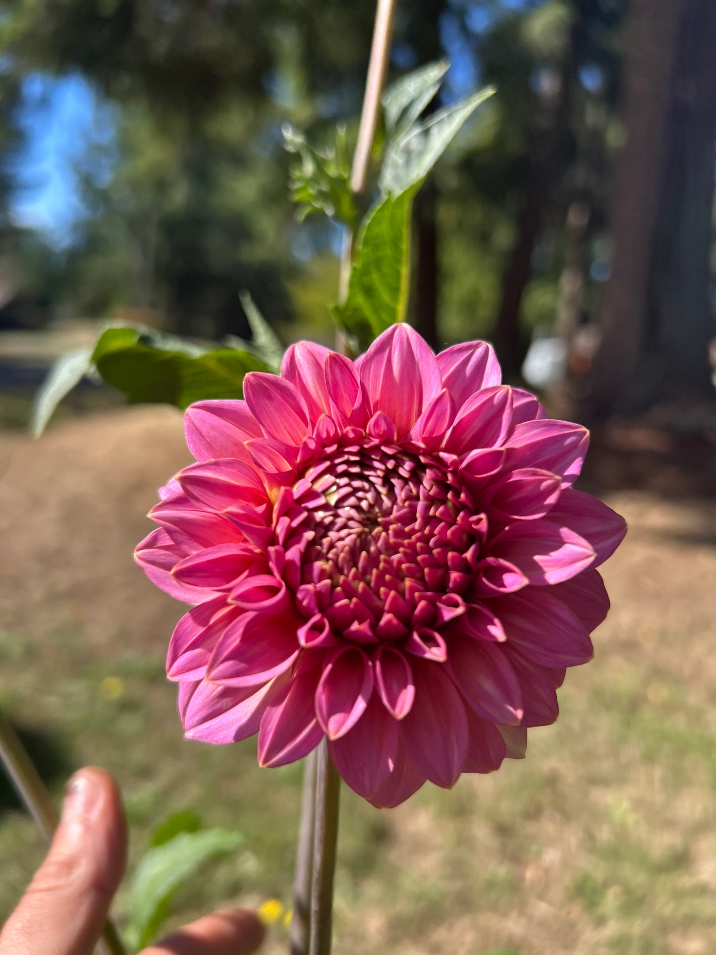 Fall shipped rooted dahlia cutting - Levi’s Bubblegum