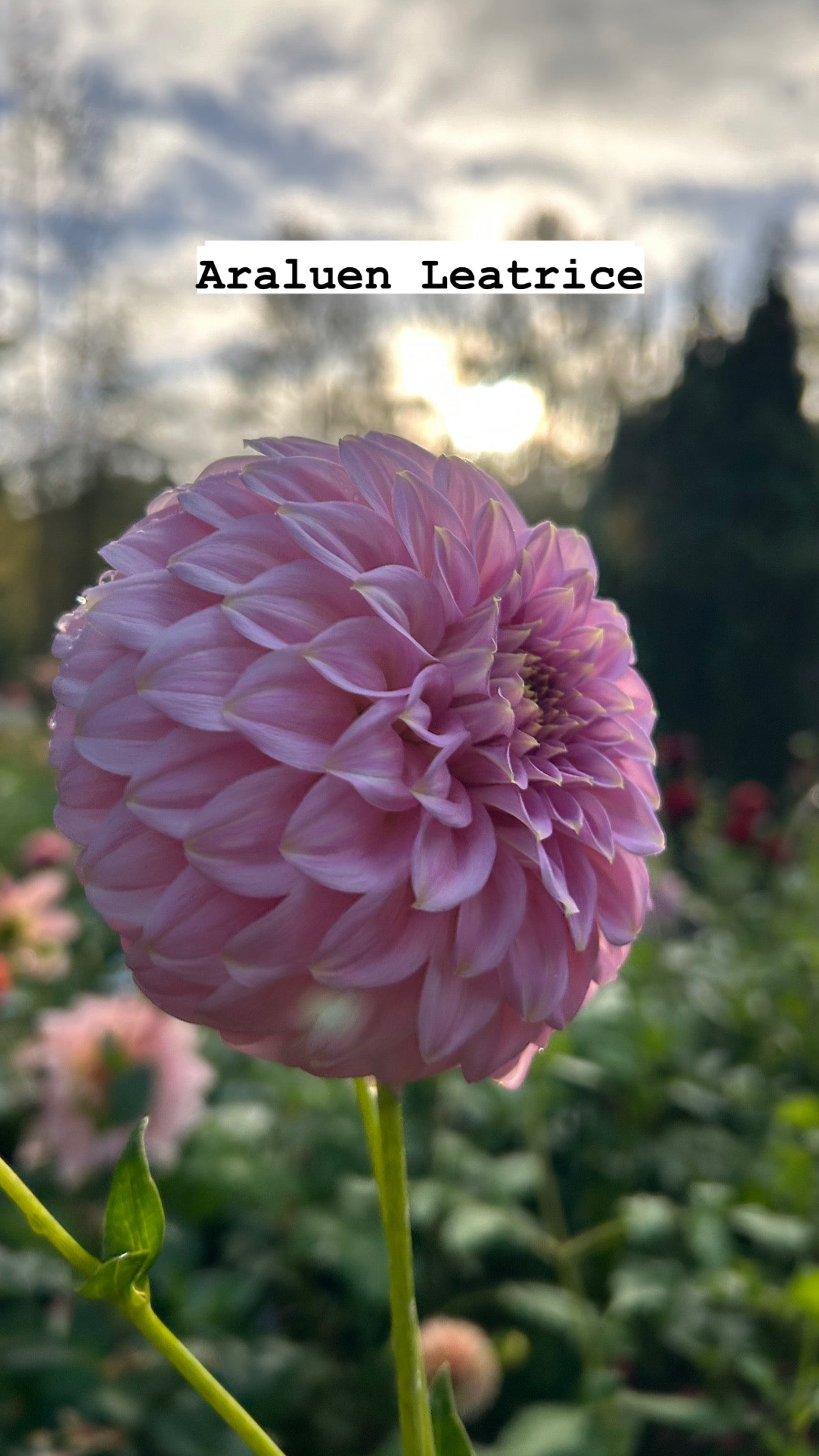 Fall shipped rooted dahlia cutting - Araluen Leatrice