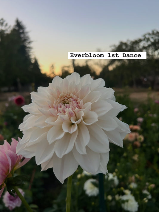 Everbloom First Dance Rooted Cutting