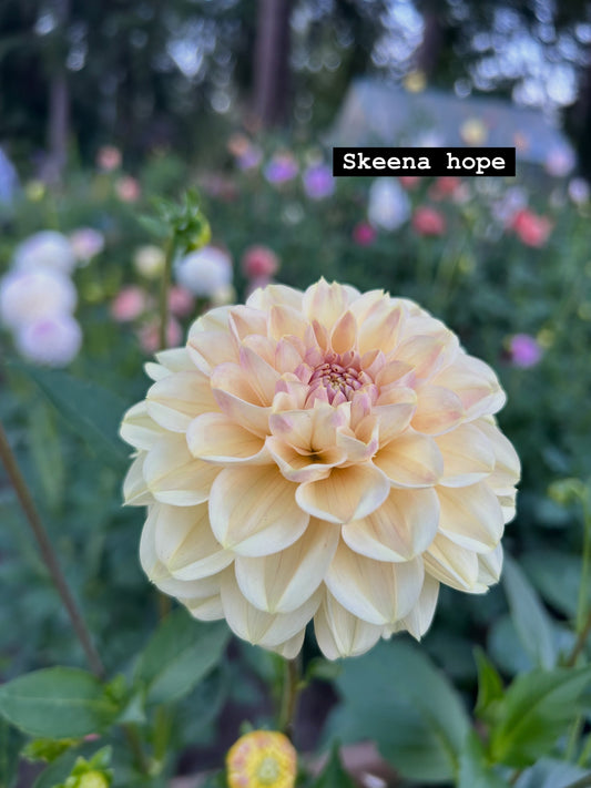 Skeena hope