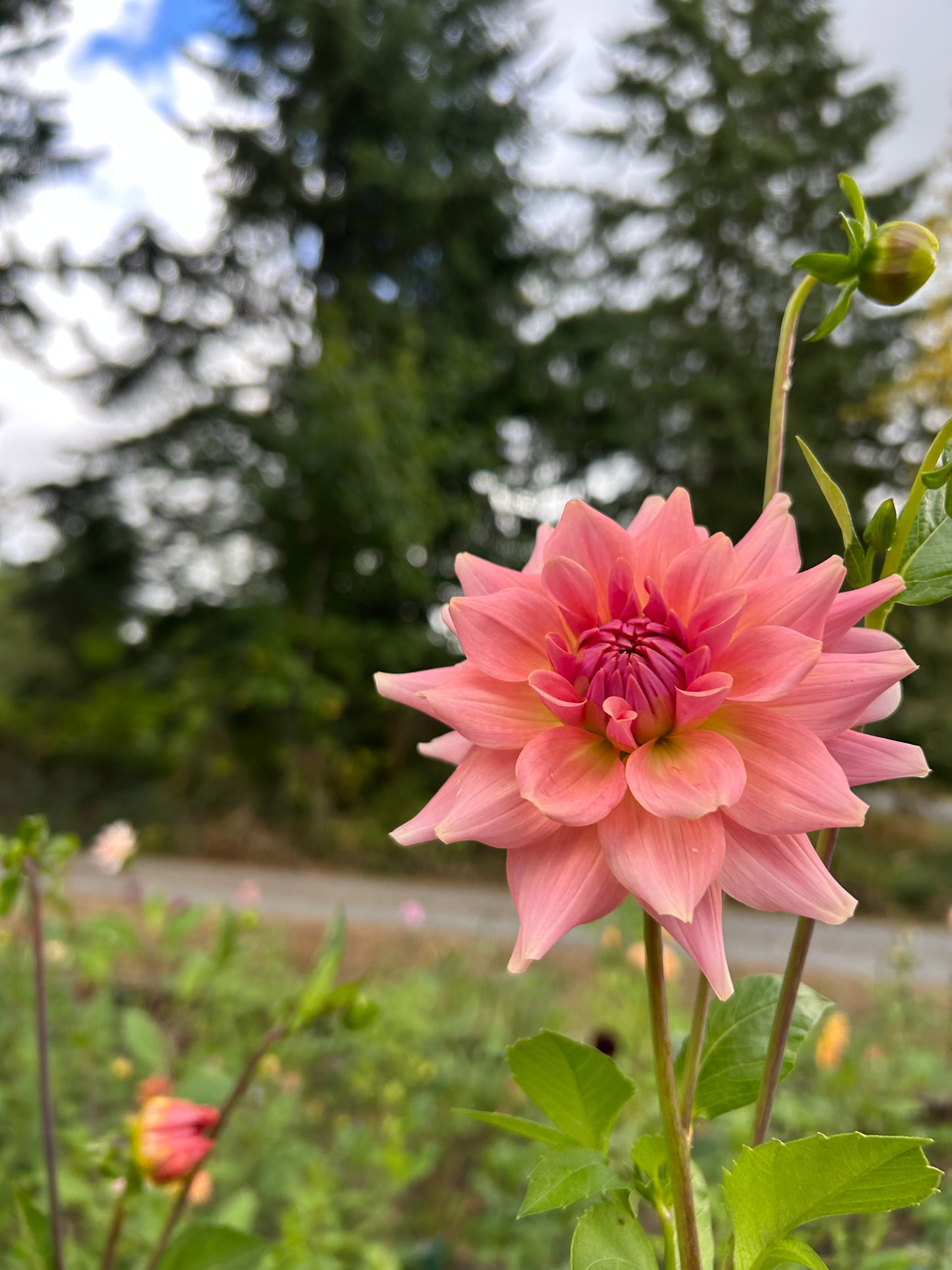 RM Fairy Wings 🩷a pipers fav 🩷