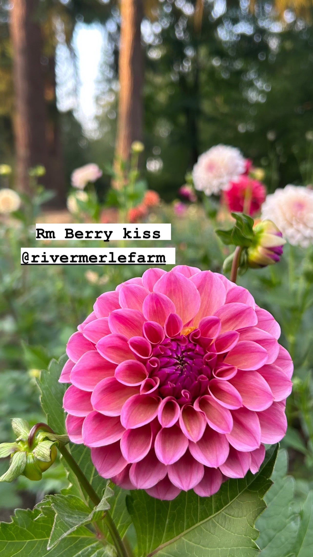 RM Berry Kiss