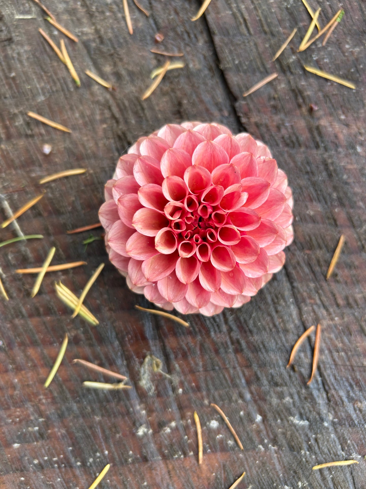 Fall shipped rooted dahlia cutting- Levi’s Tomato