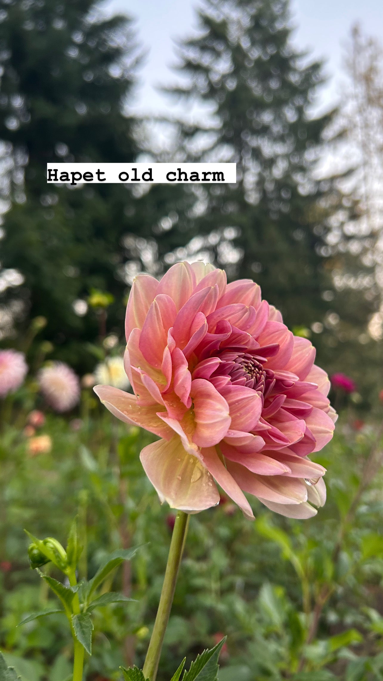 Hapet old charm