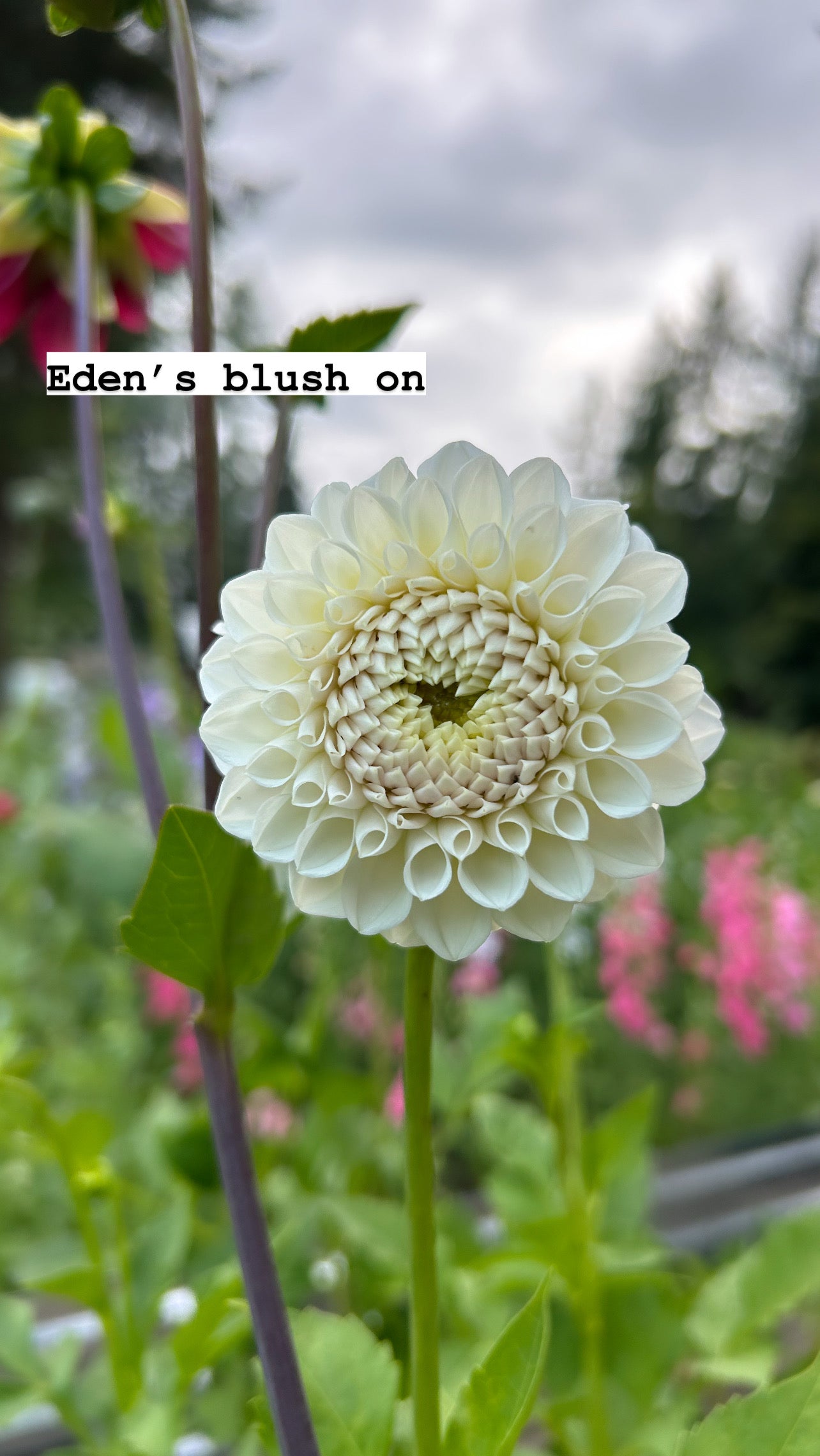 Fall shipped rooted dahlia cutting - Eden’s blush on